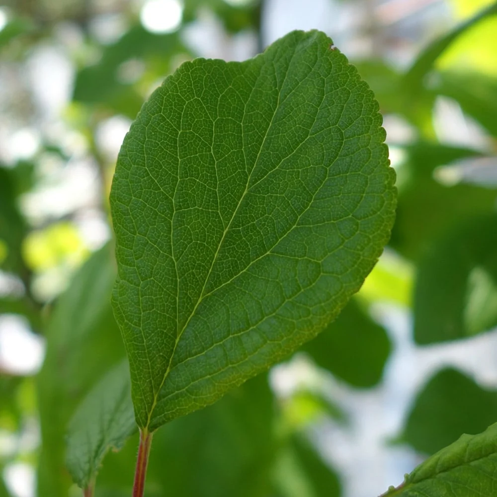 Jubilee Plum Tree - Image 3