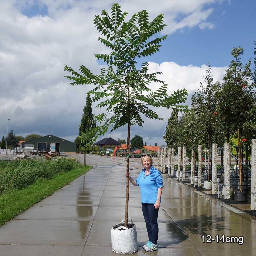 Juglans nigra Tree - Image 3