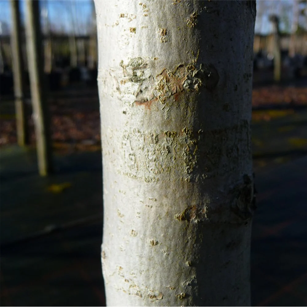Juglans regia Tree - Image 3