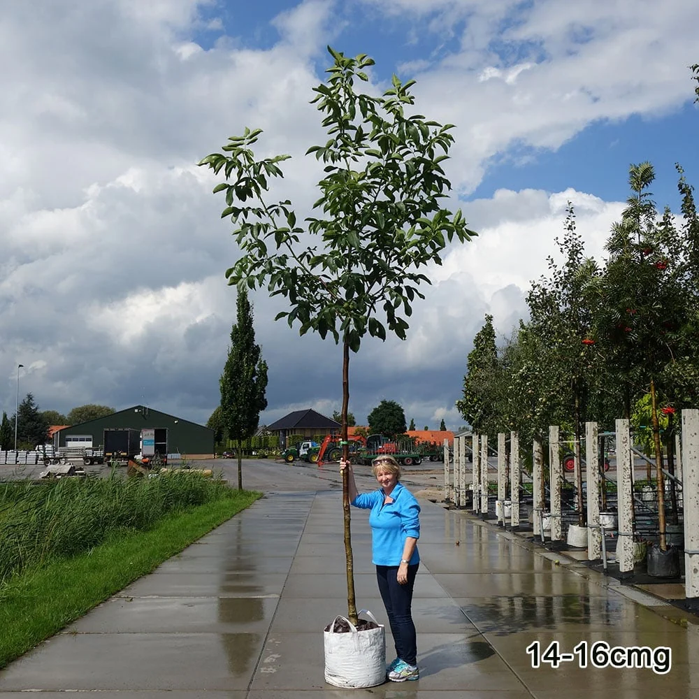 Juglans regia Tree - Image 4