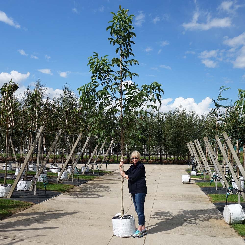 Juglans regia Tree - Image 5