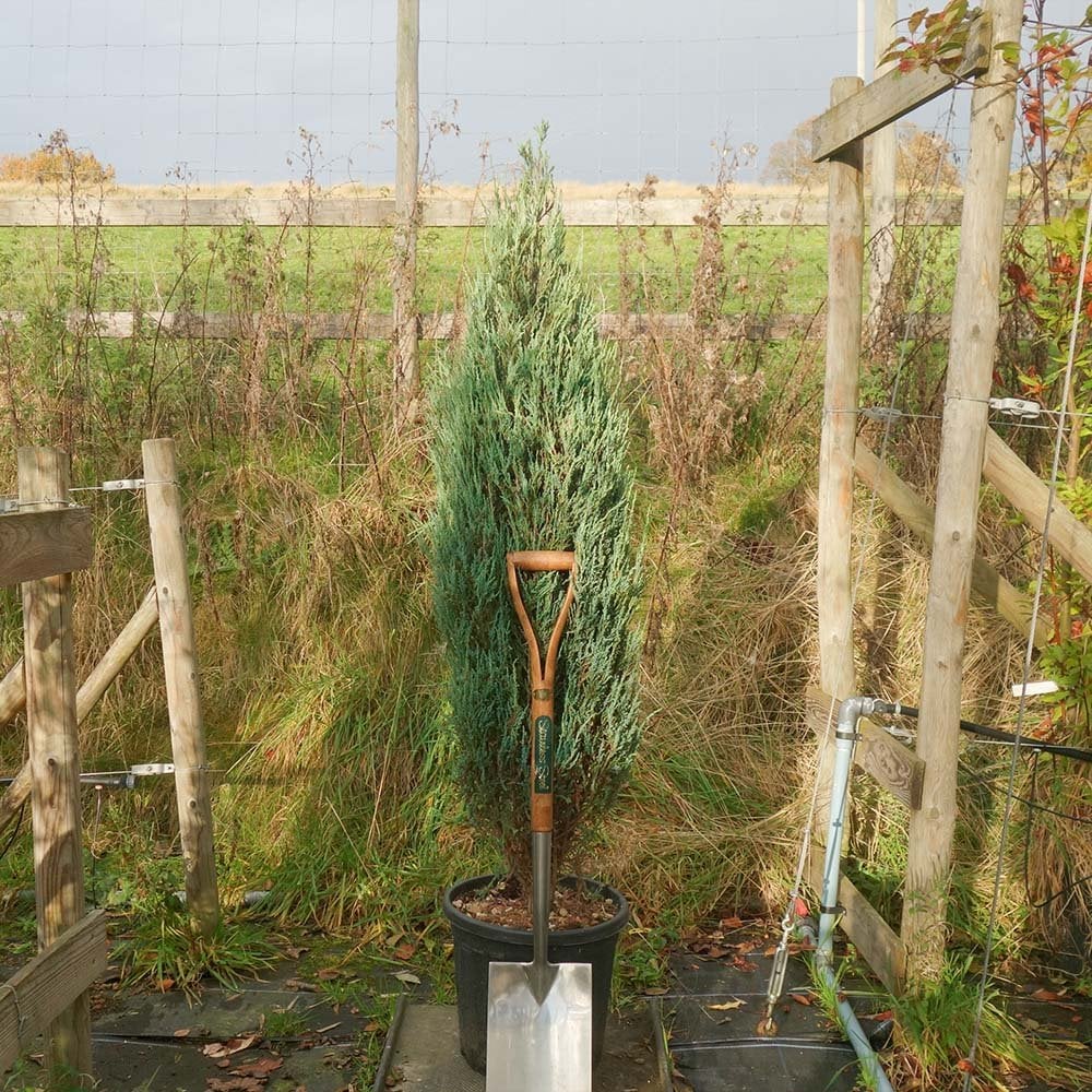 Juniperus scopulorum 'Blue Arrow' Tree - Image 3