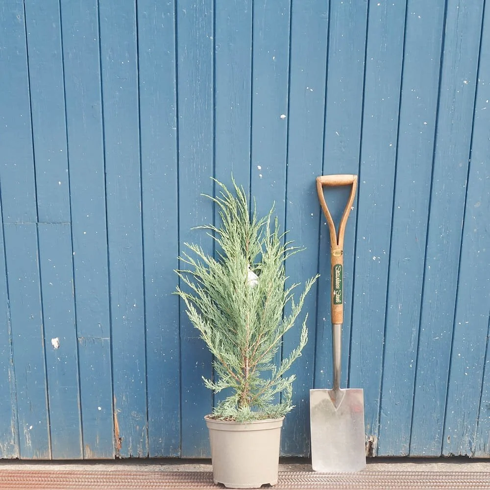 Juniperus scopulorum 'Blue Arrow' Tree - Image 4