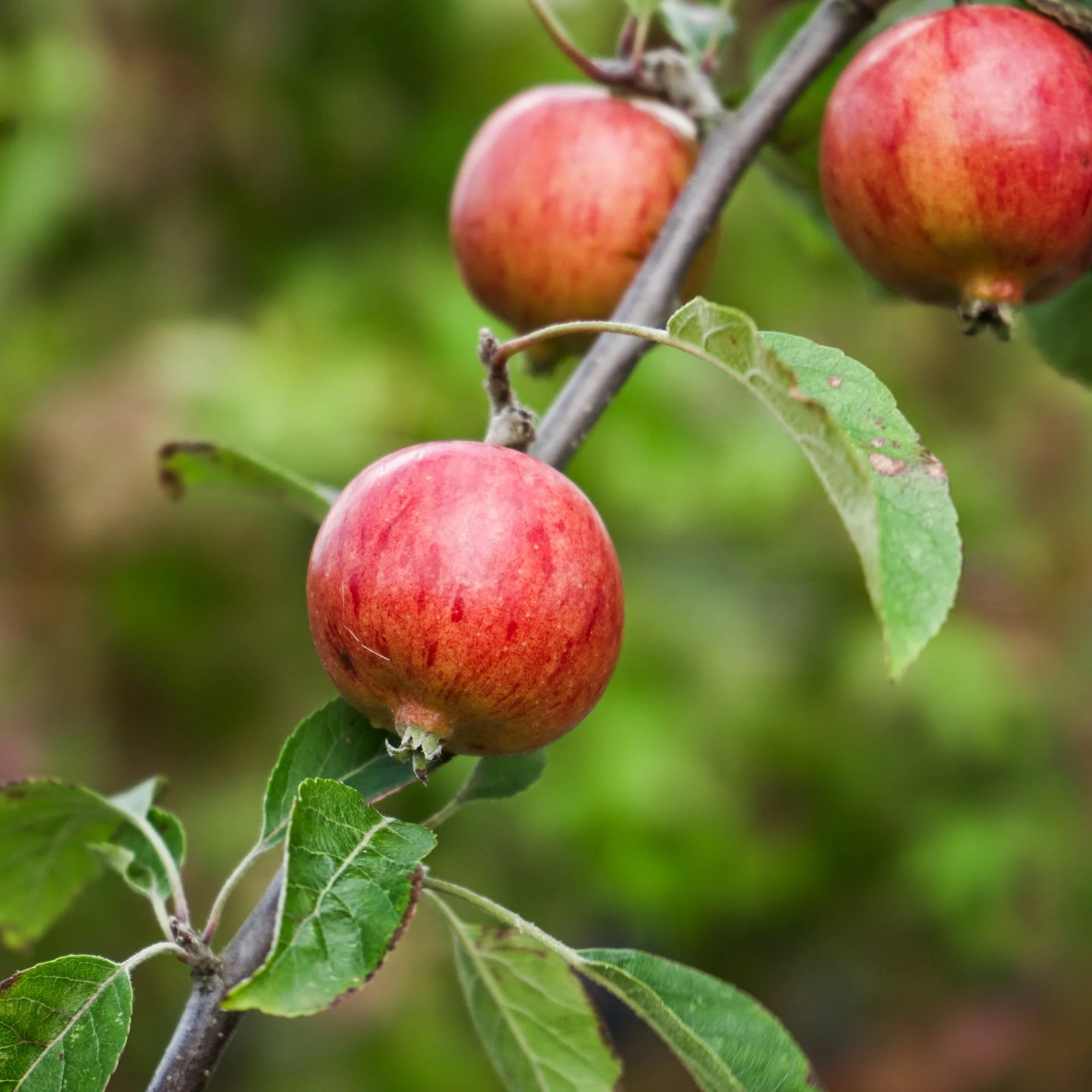 Katy Apple Tree - Image 2