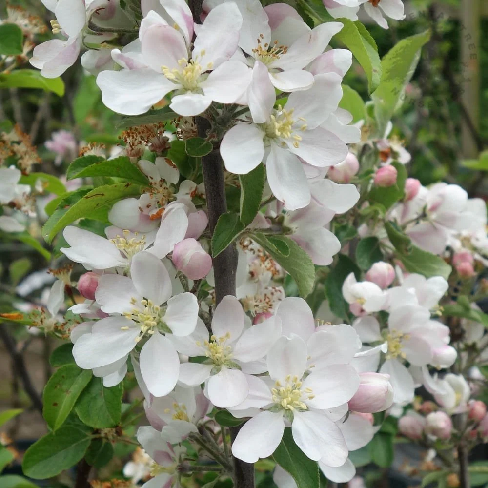 Katy Apple Tree - Image 3
