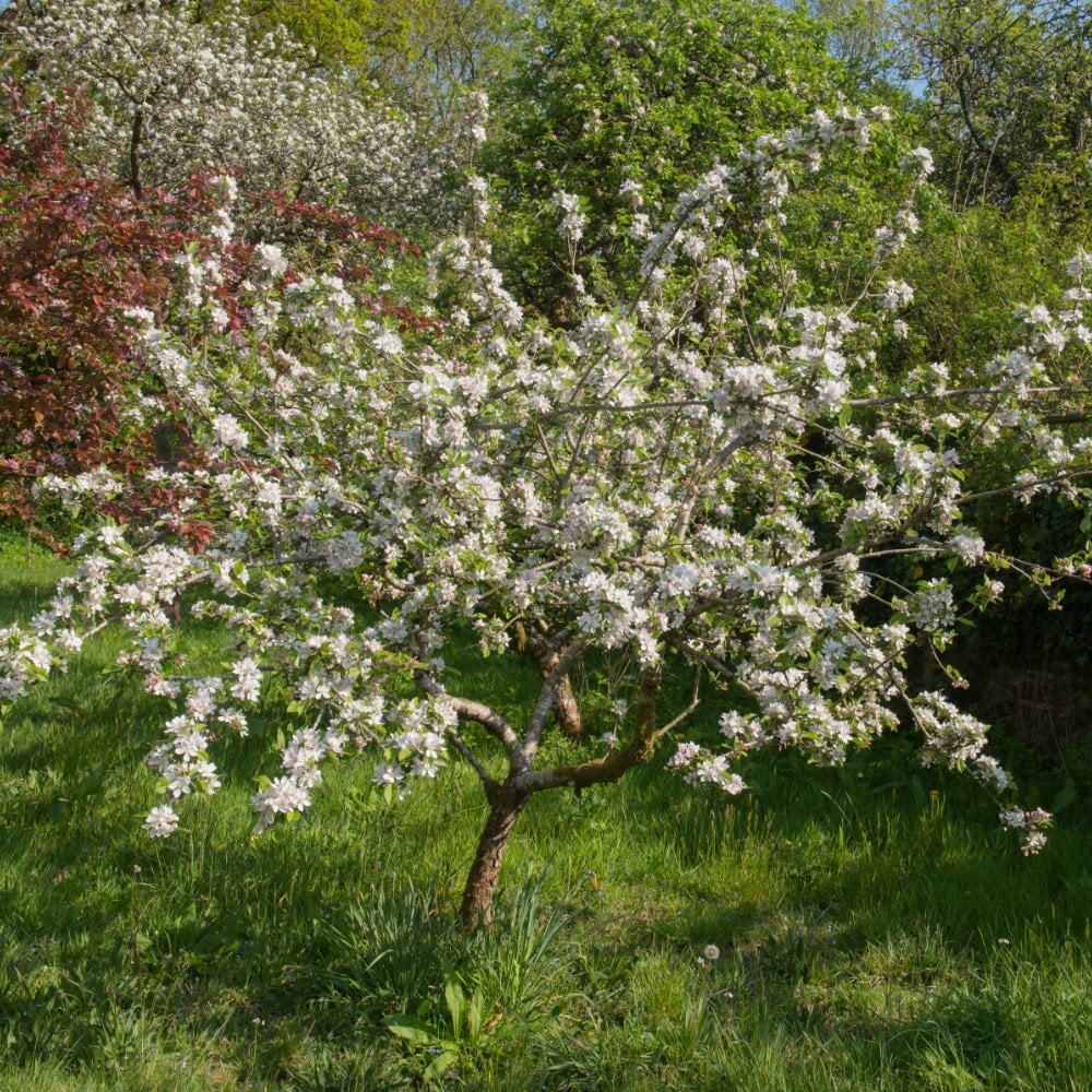 Katy Apple Tree - Image 4