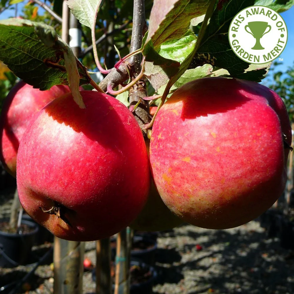 Kidds Orange Red Apple Tree
