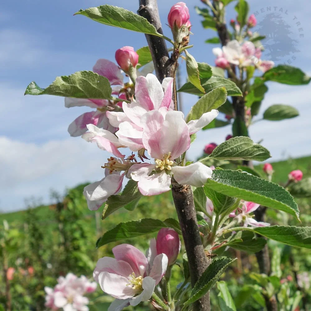 Kidds Orange Red Apple Tree - Image 2