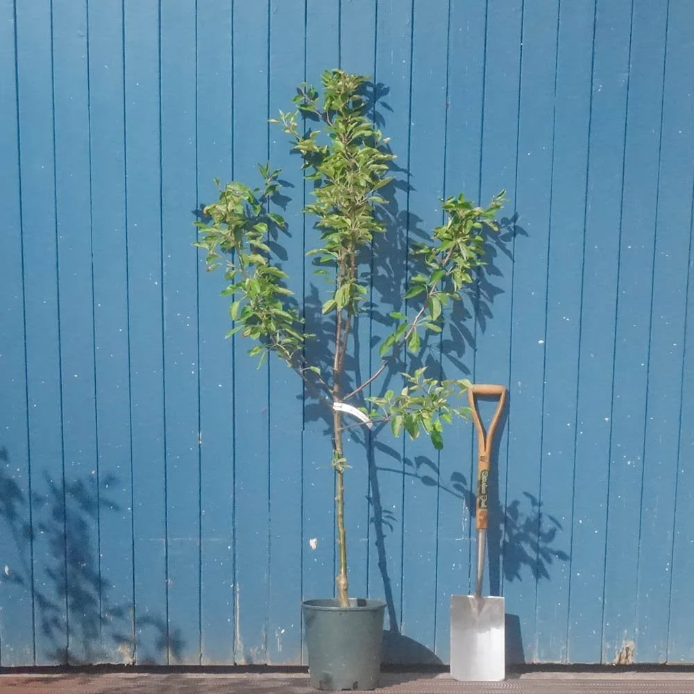 Kidds Orange Red Apple Tree - Image 3