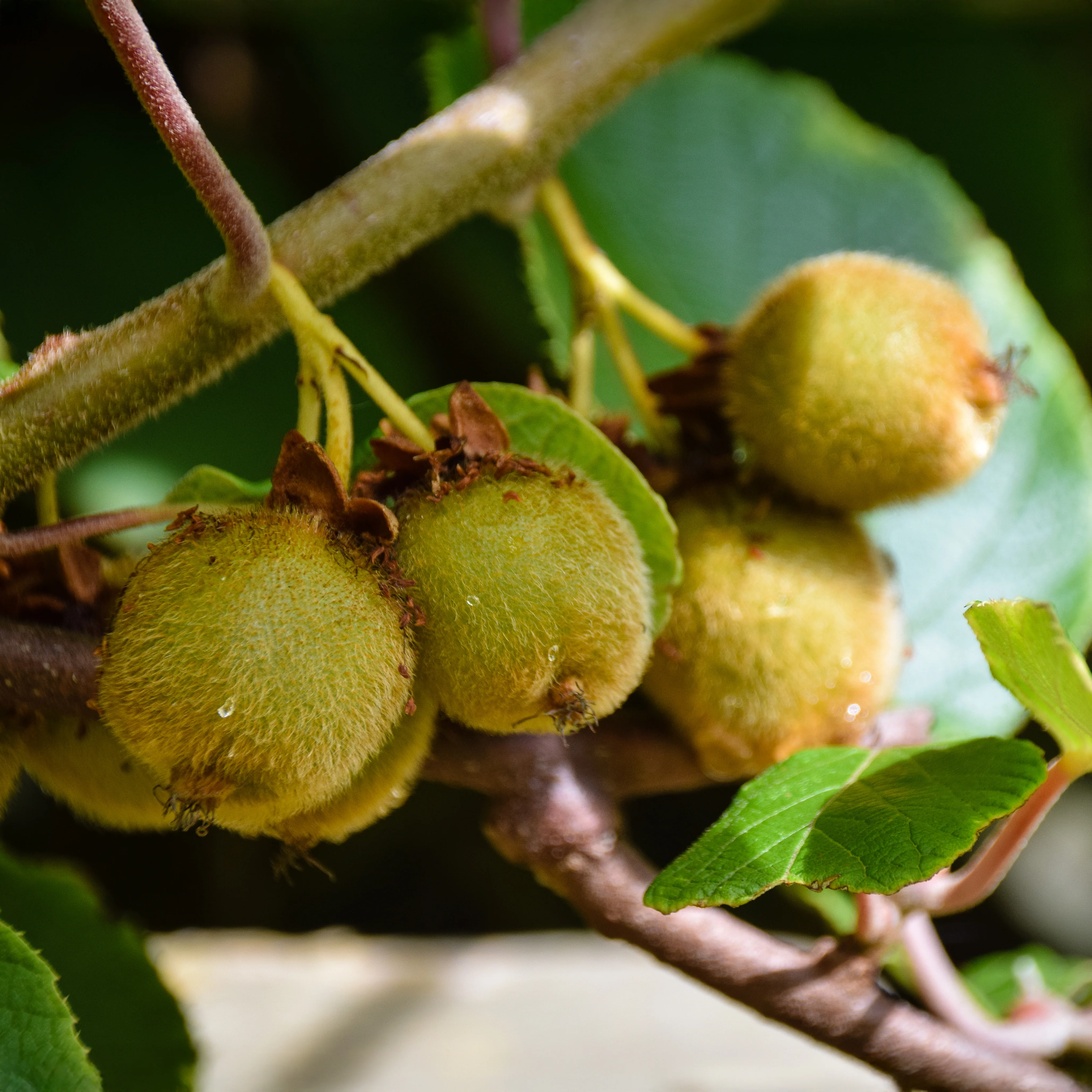 Kiwi Jenny Self Fertile Plant