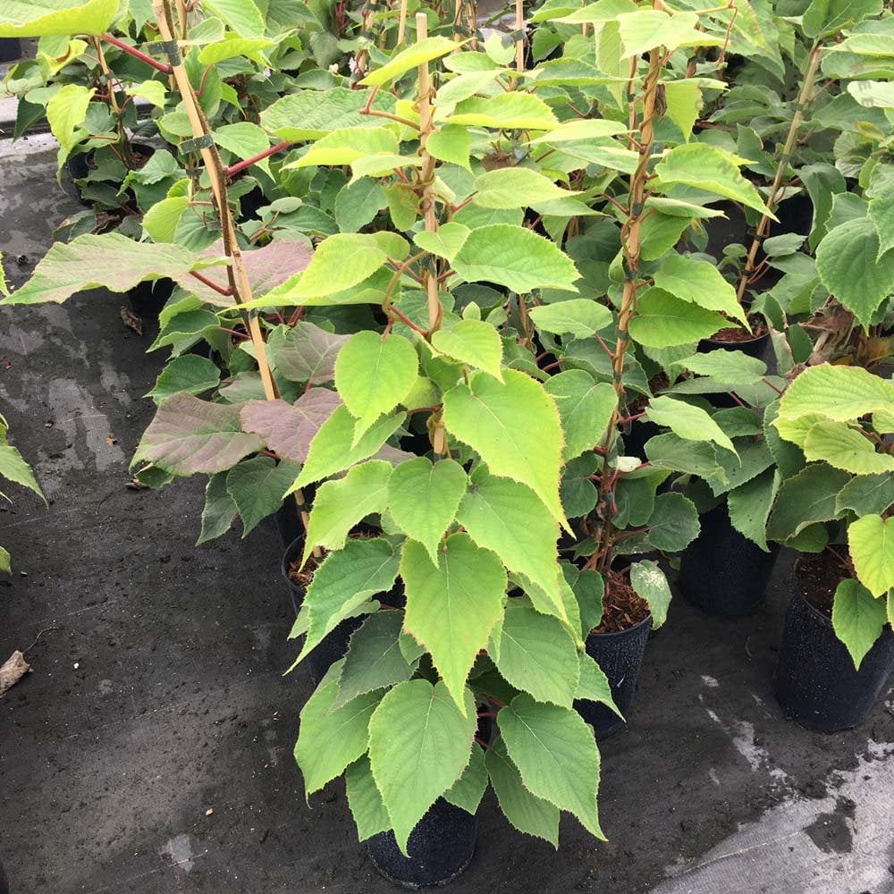 Kiwi Jenny Self Fertile Plant - Image 2