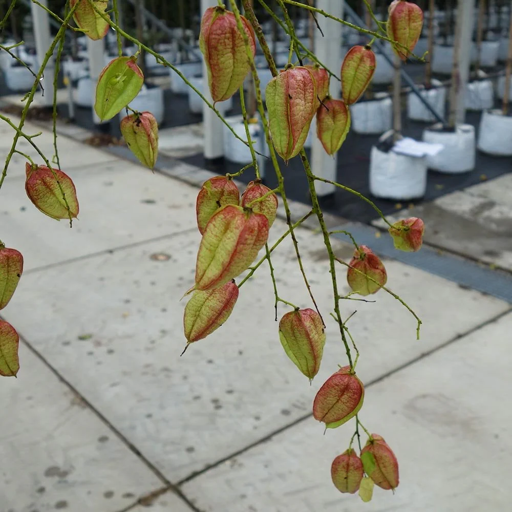 Koelreuteria paniculata Tree - Image 2