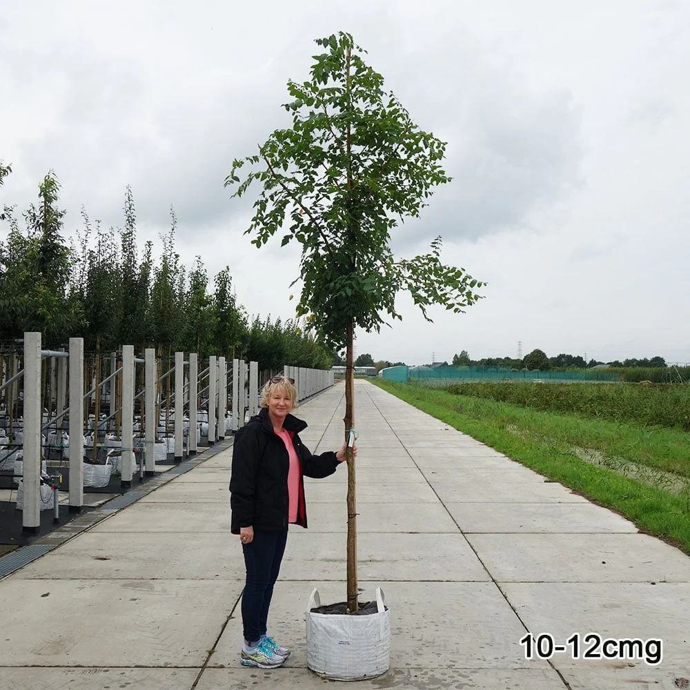 Koelreuteria paniculata Tree - Image 3