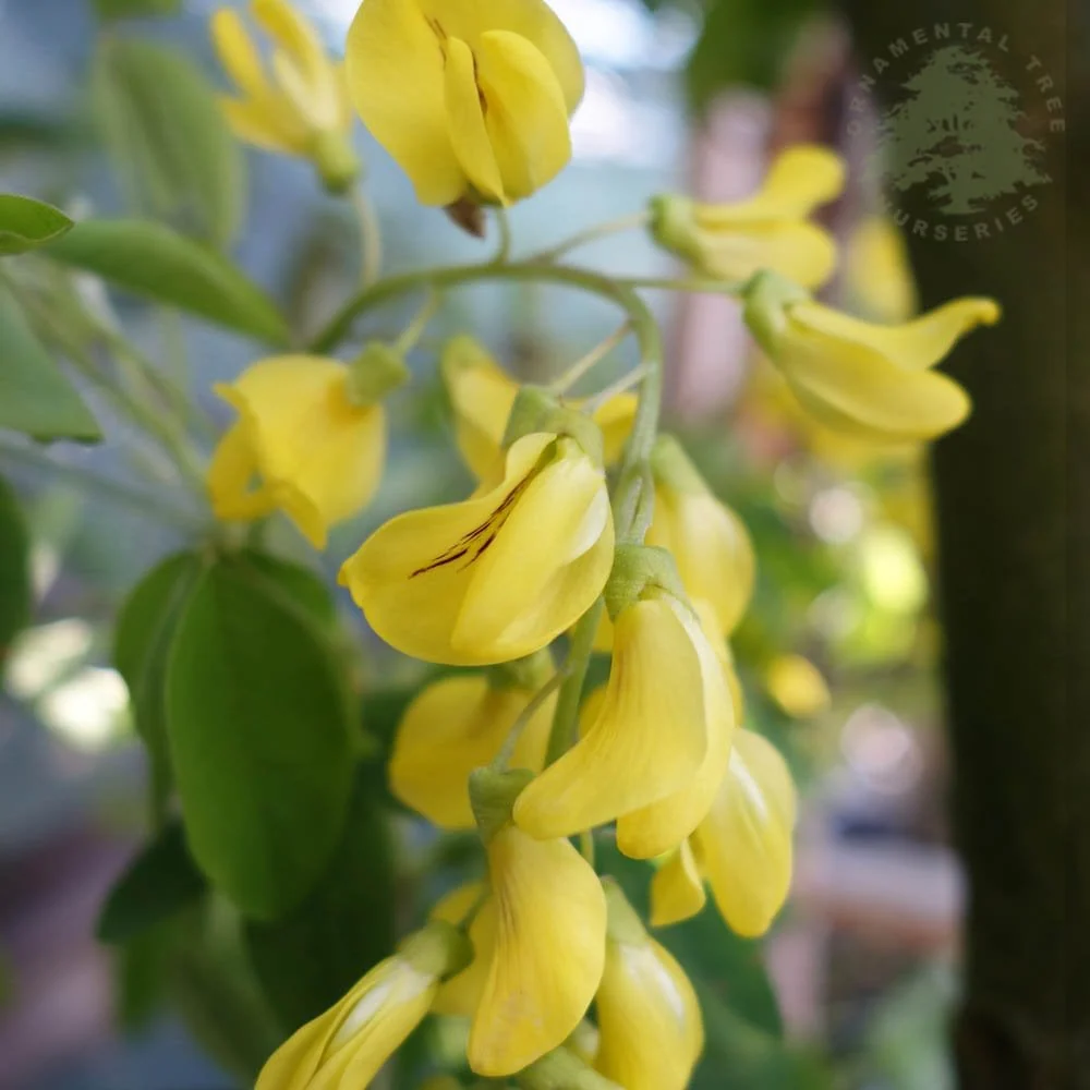 Laburnum x anagyroides 'Yellow Rocket' Tree - Image 3