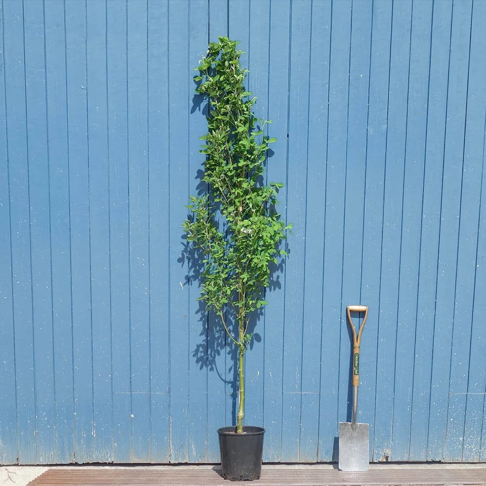 Laburnum x anagyroides 'Yellow Rocket' Tree - Image 4