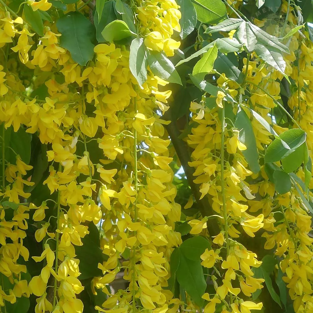 Laburnum x watereri 'Vossii' Tree - Image 3