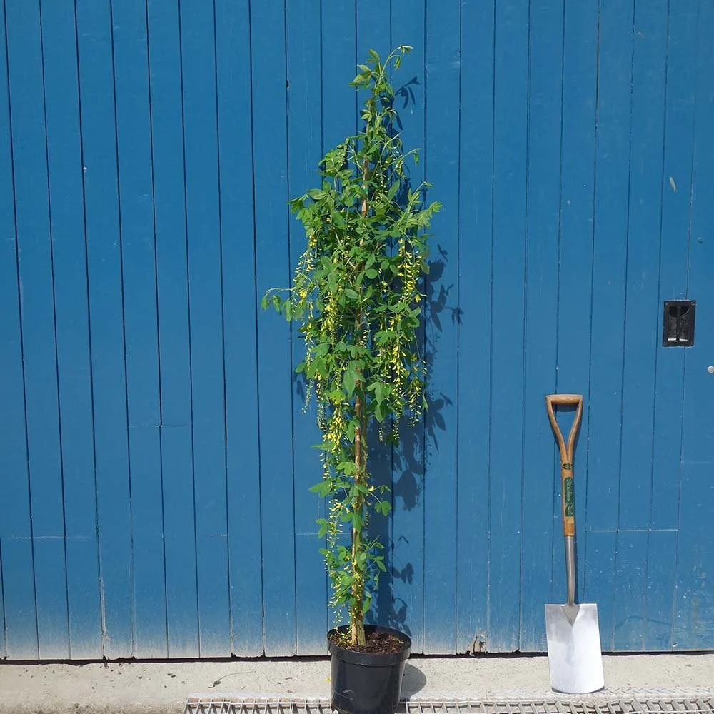 Laburnum x watereri 'Vossii' Tree - Image 4