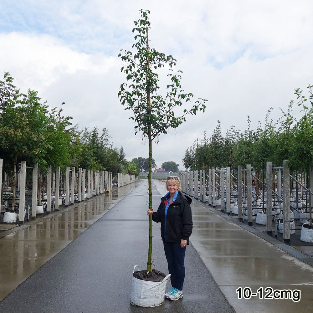 Laburnum x watereri 'Vossii' Tree - Image 5