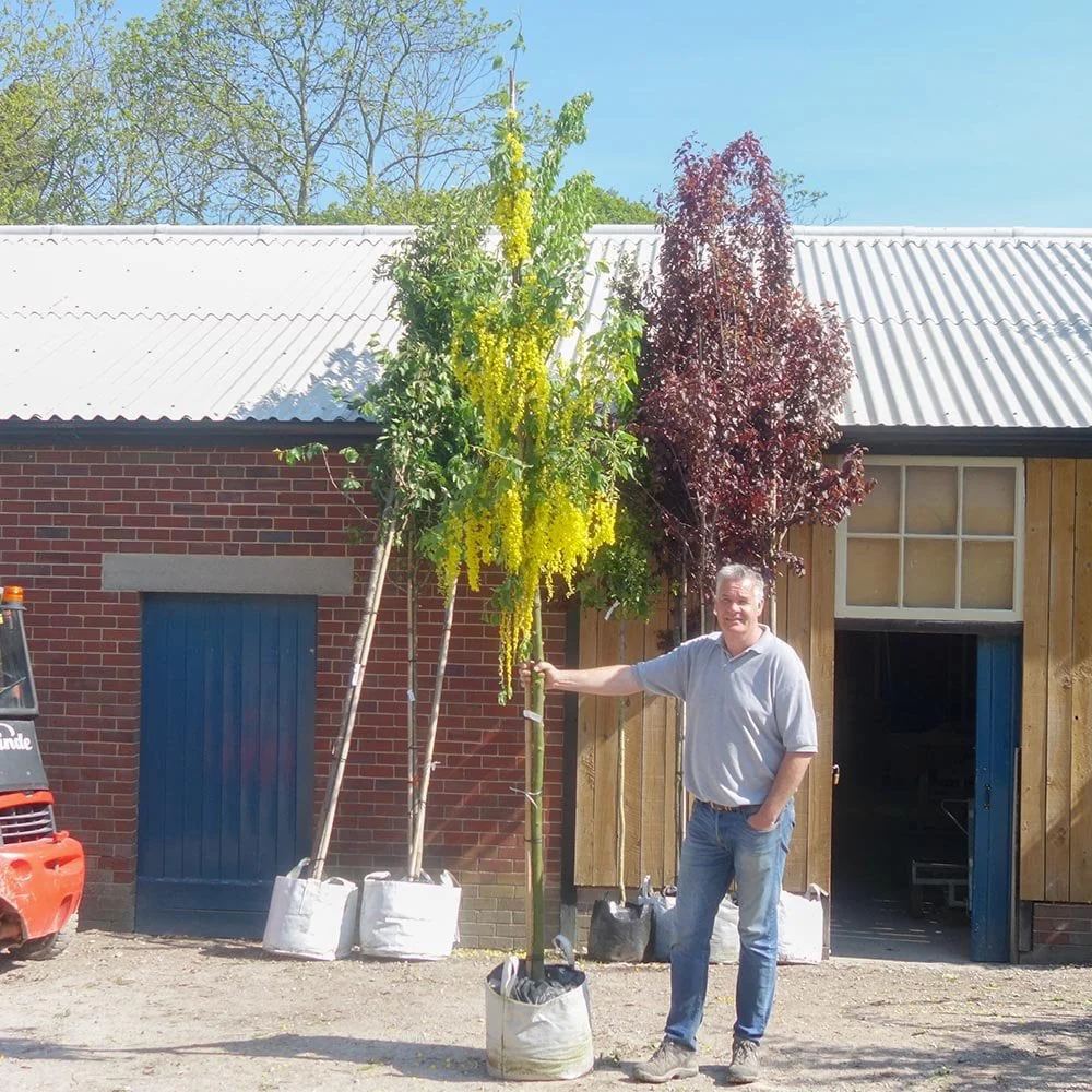 Laburnum x watereri 'Vossii' Tree - Image 6