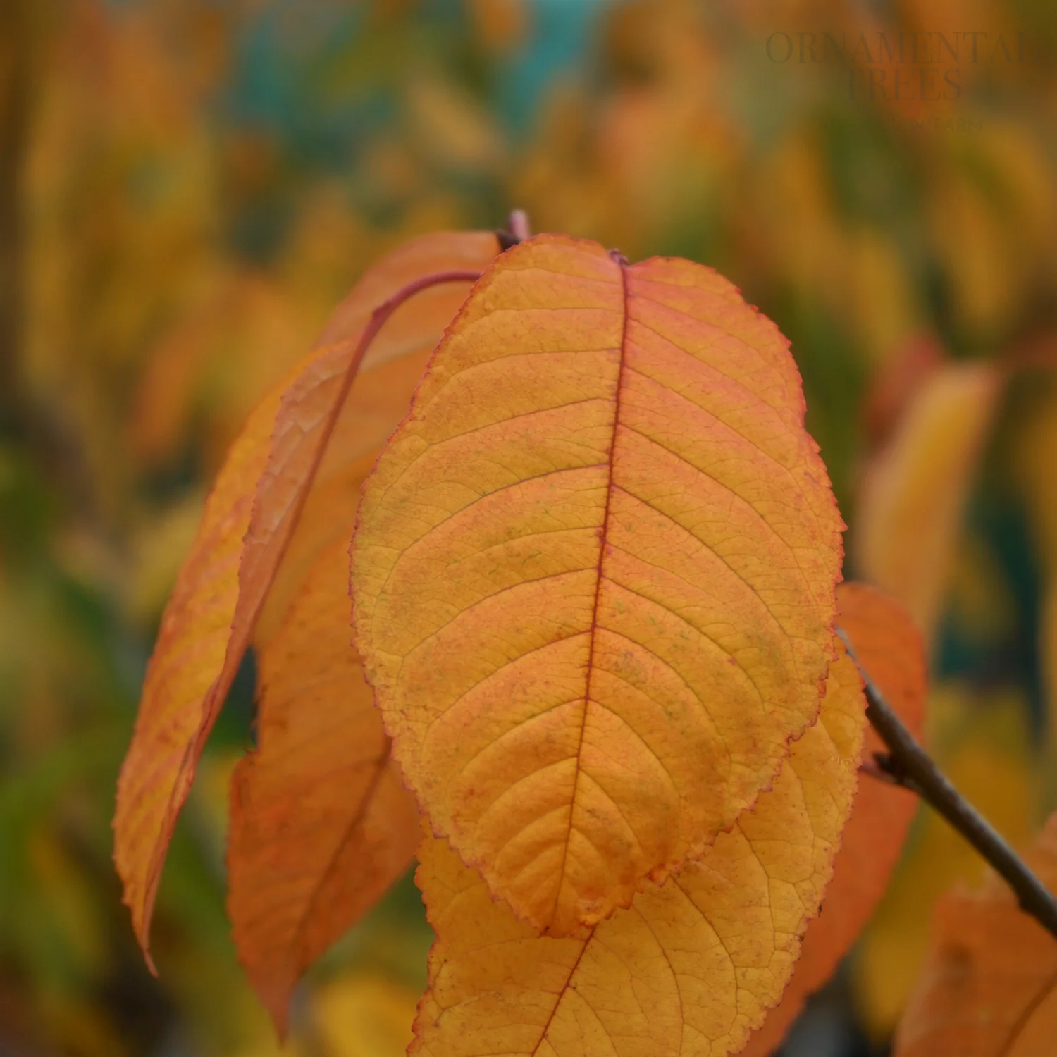 Lapins Cherokee Cherry Tree - Image 2