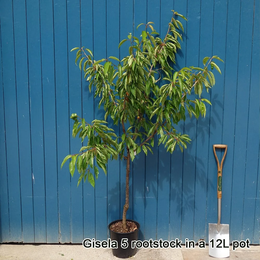 Lapins Cherokee Cherry Tree - Image 3