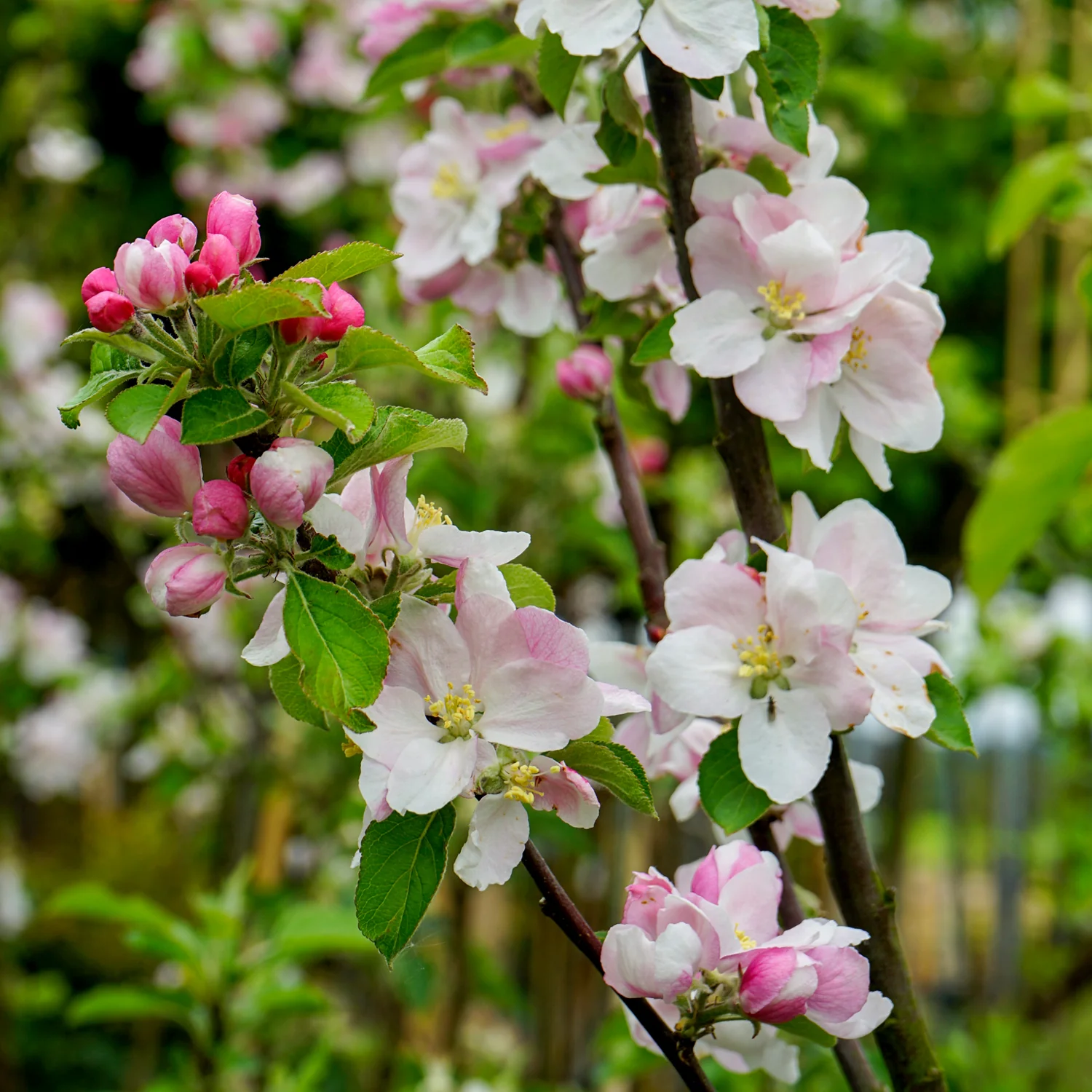 Laxton's Superb Apple Tree - Image 2