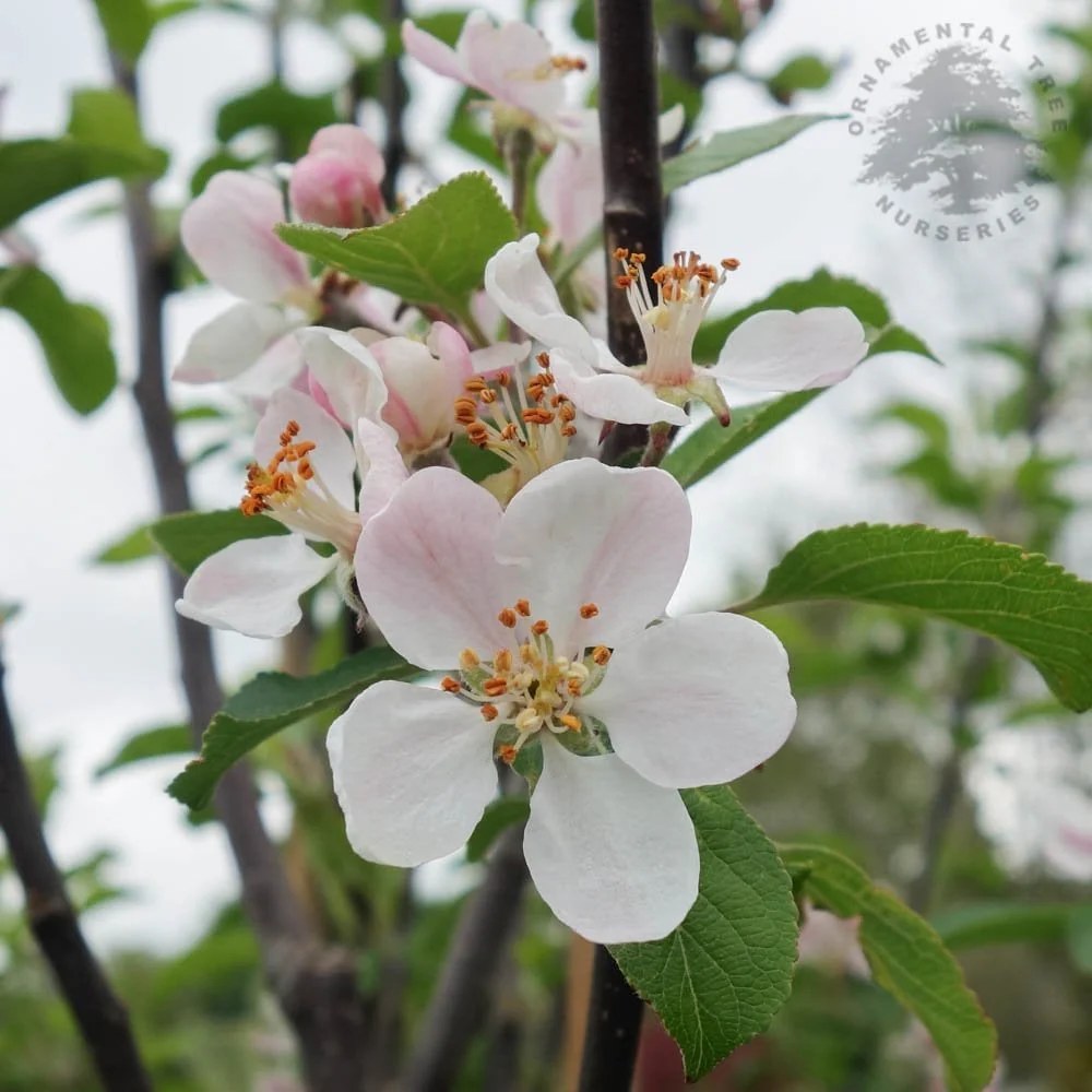 Laxton's Superb Apple Tree - Image 3