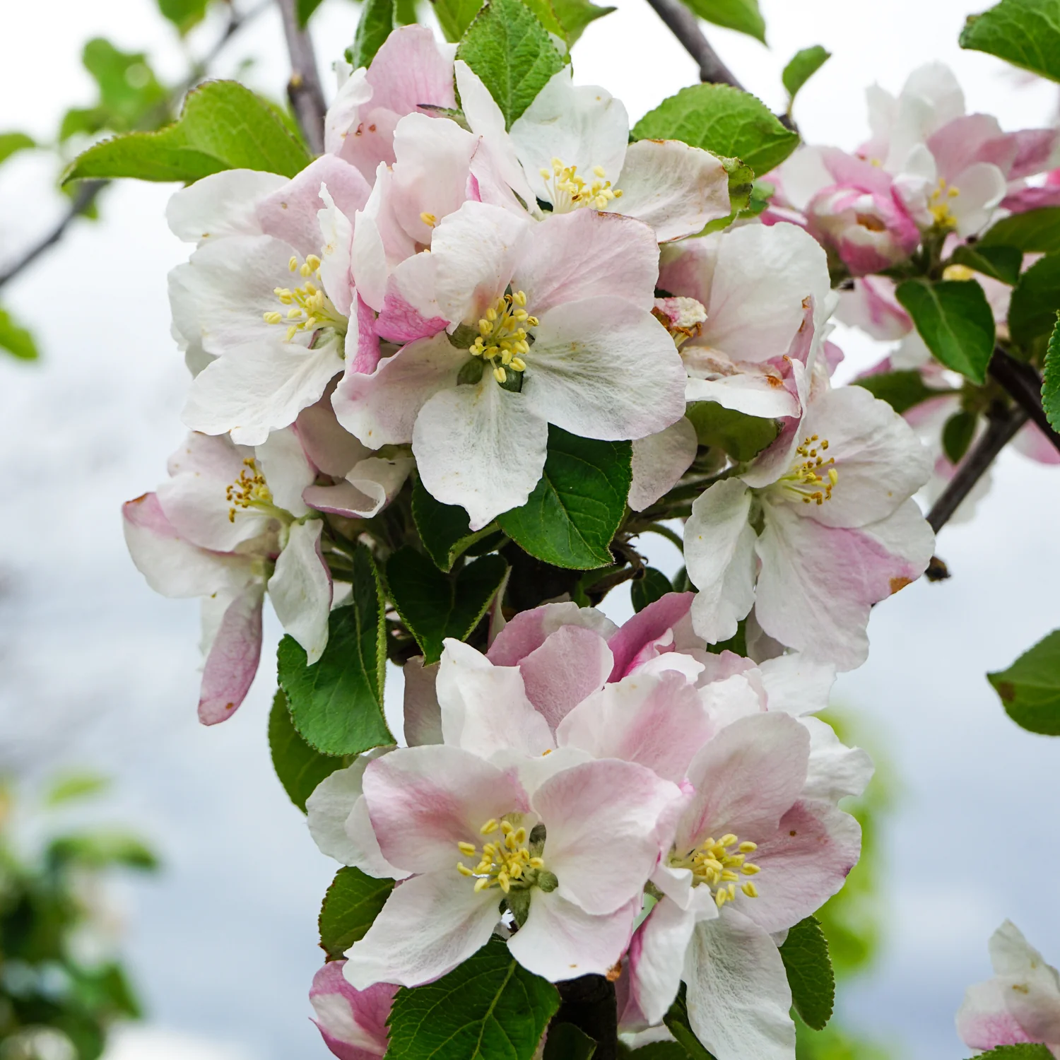 Laxton's Superb Apple Tree - Image 4