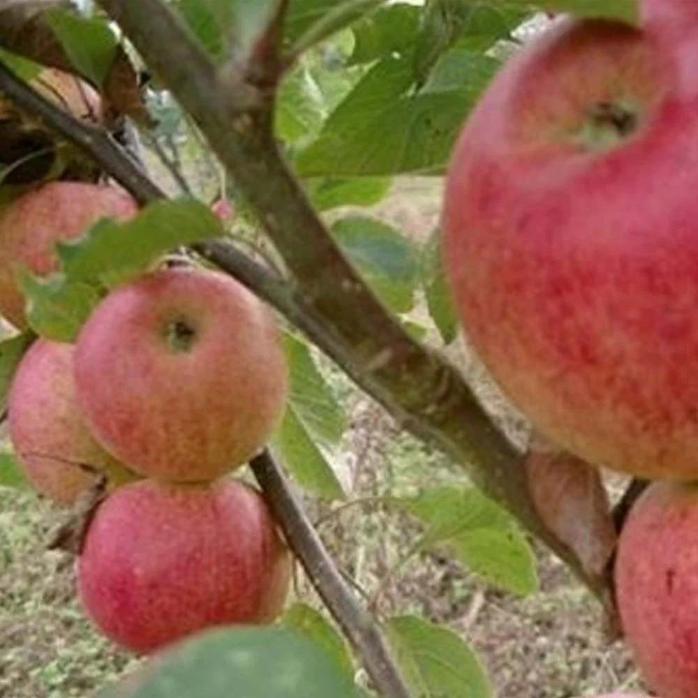 Laxton's Superb Apple Tree - Image 5
