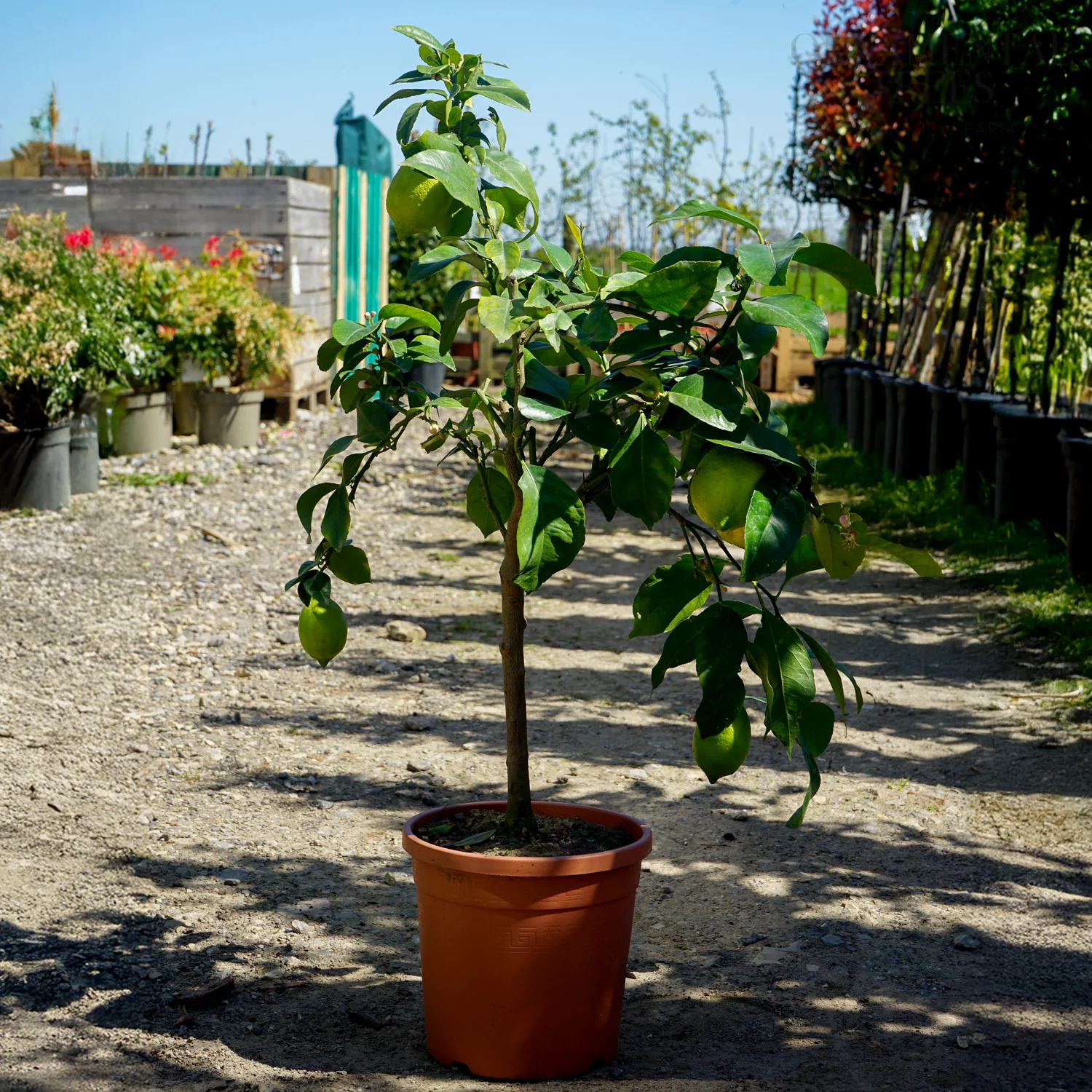 Lemon Tree - Image 3