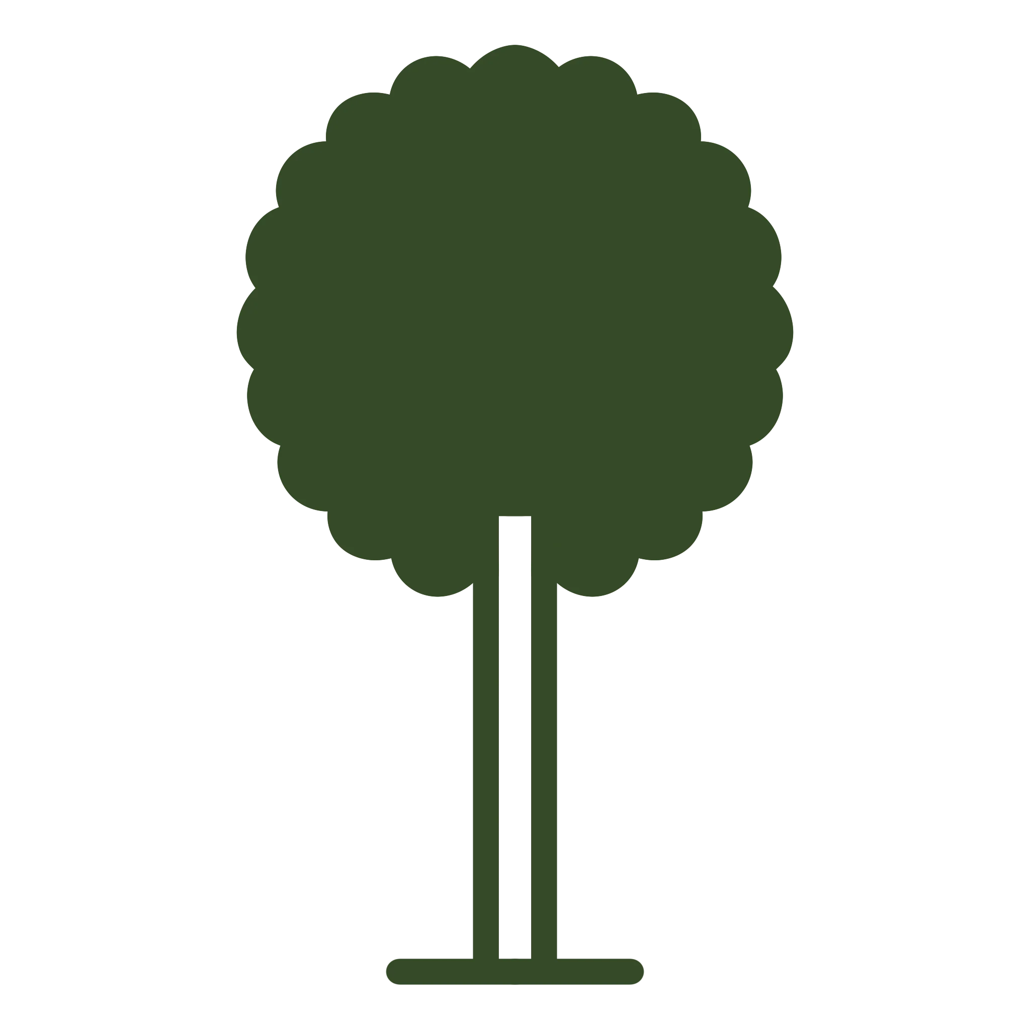 Acer pseudoplatanus 'Prinz Handjery' Tree - Image 4