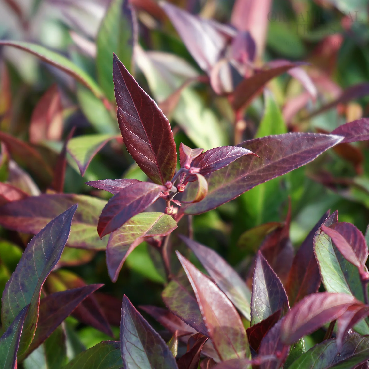 Leucothoe 'Zeblid'