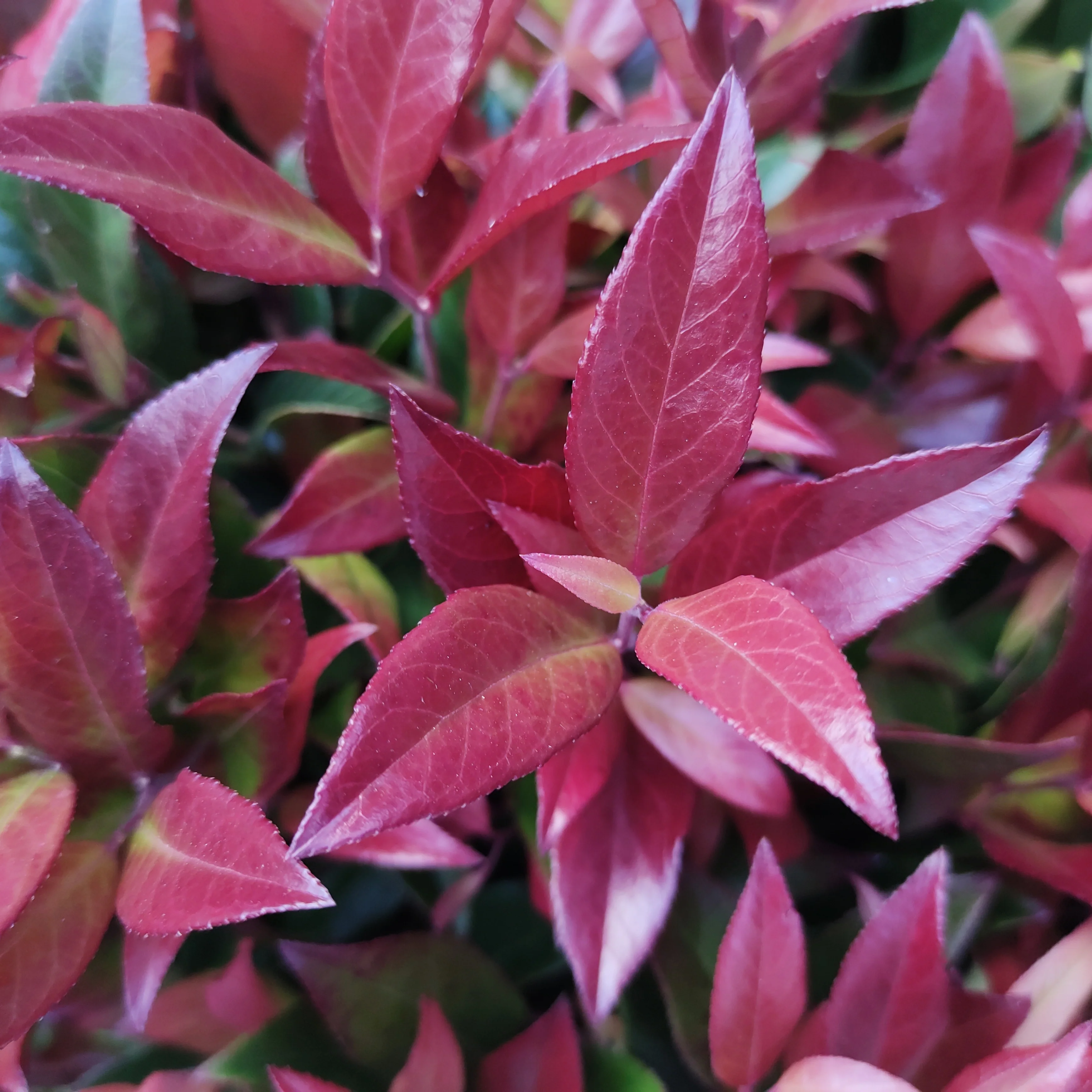 Leucothoe 'Zeblid' - Image 2