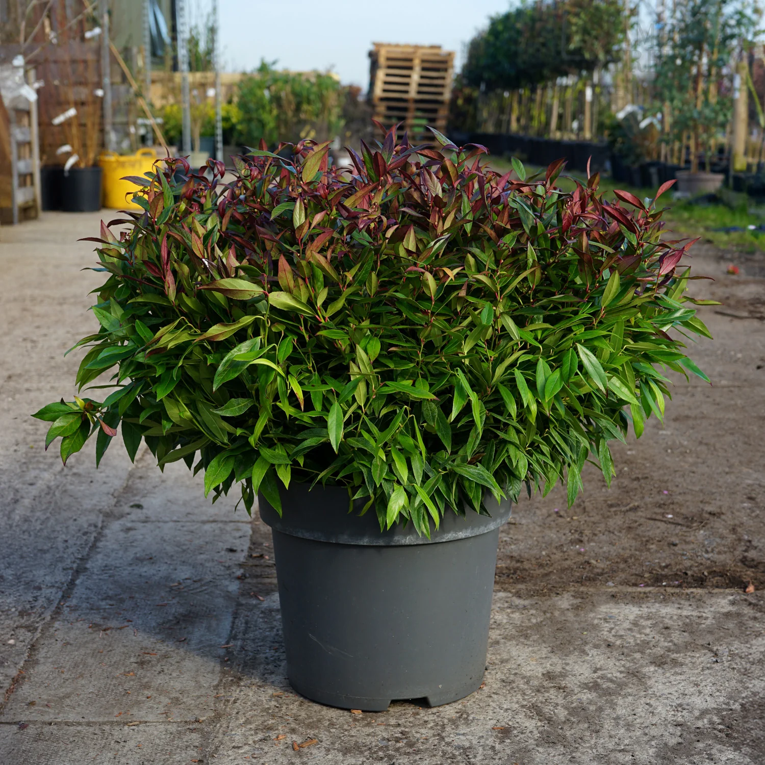 Leucothoe 'Zeblid' - Image 3