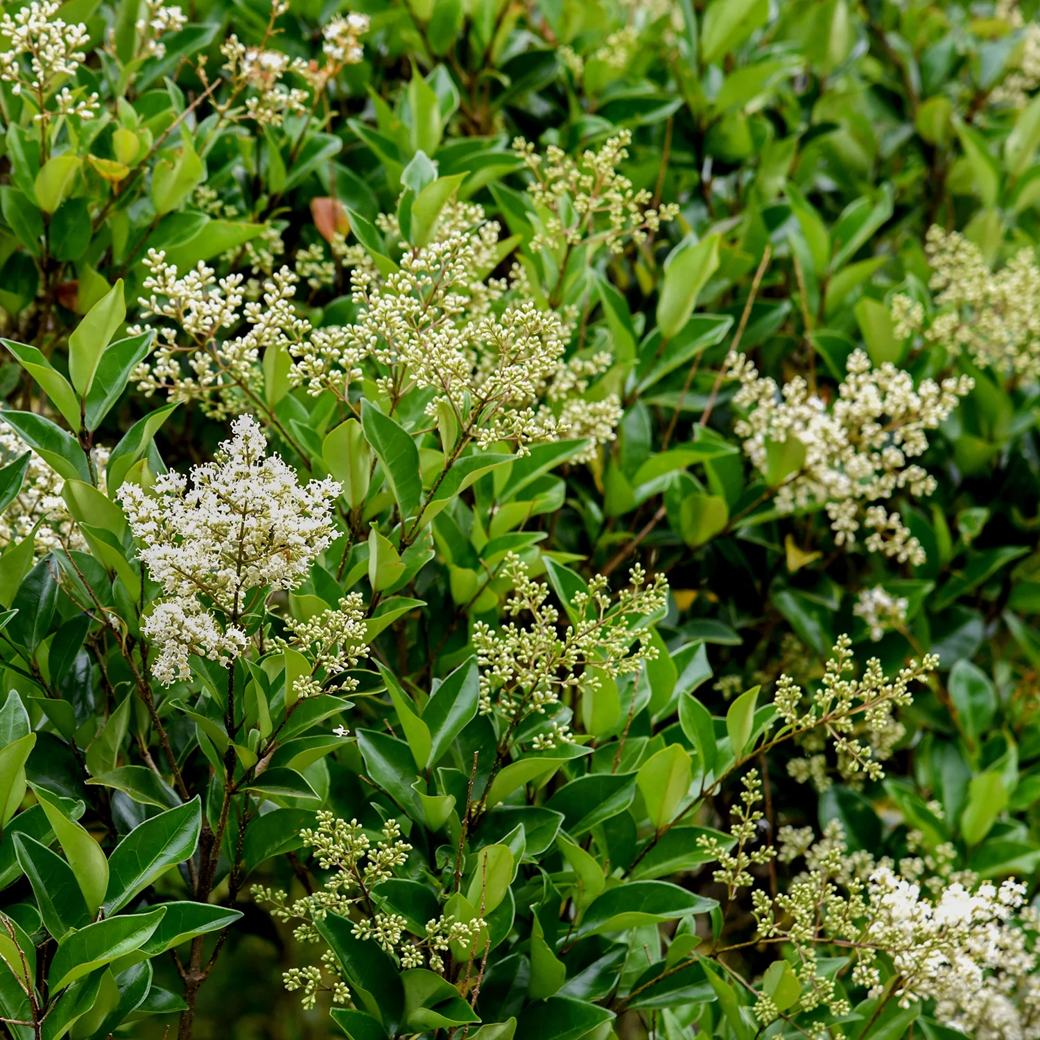 Ligustrum Japonicum