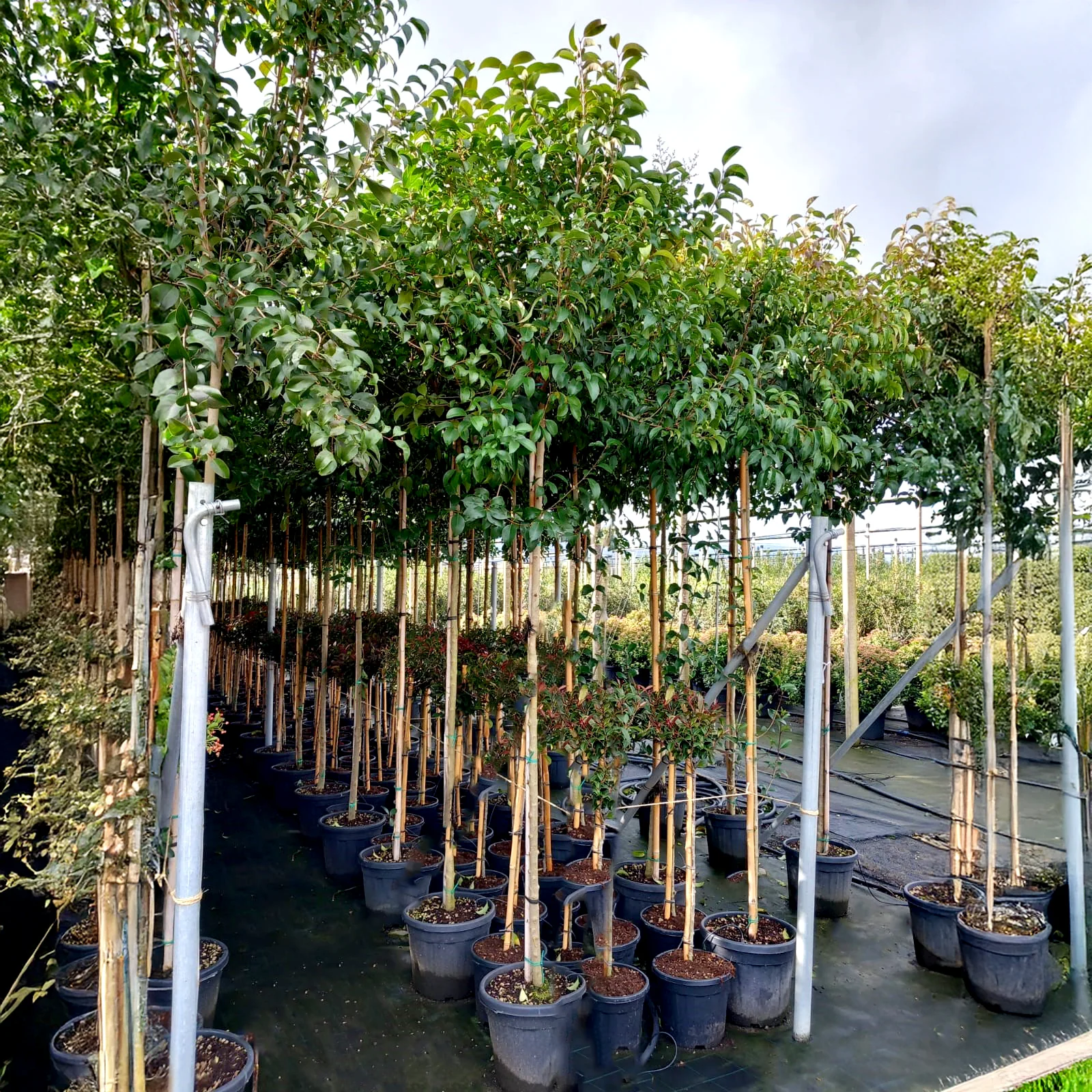 Ligustrum Japonicum - Image 2