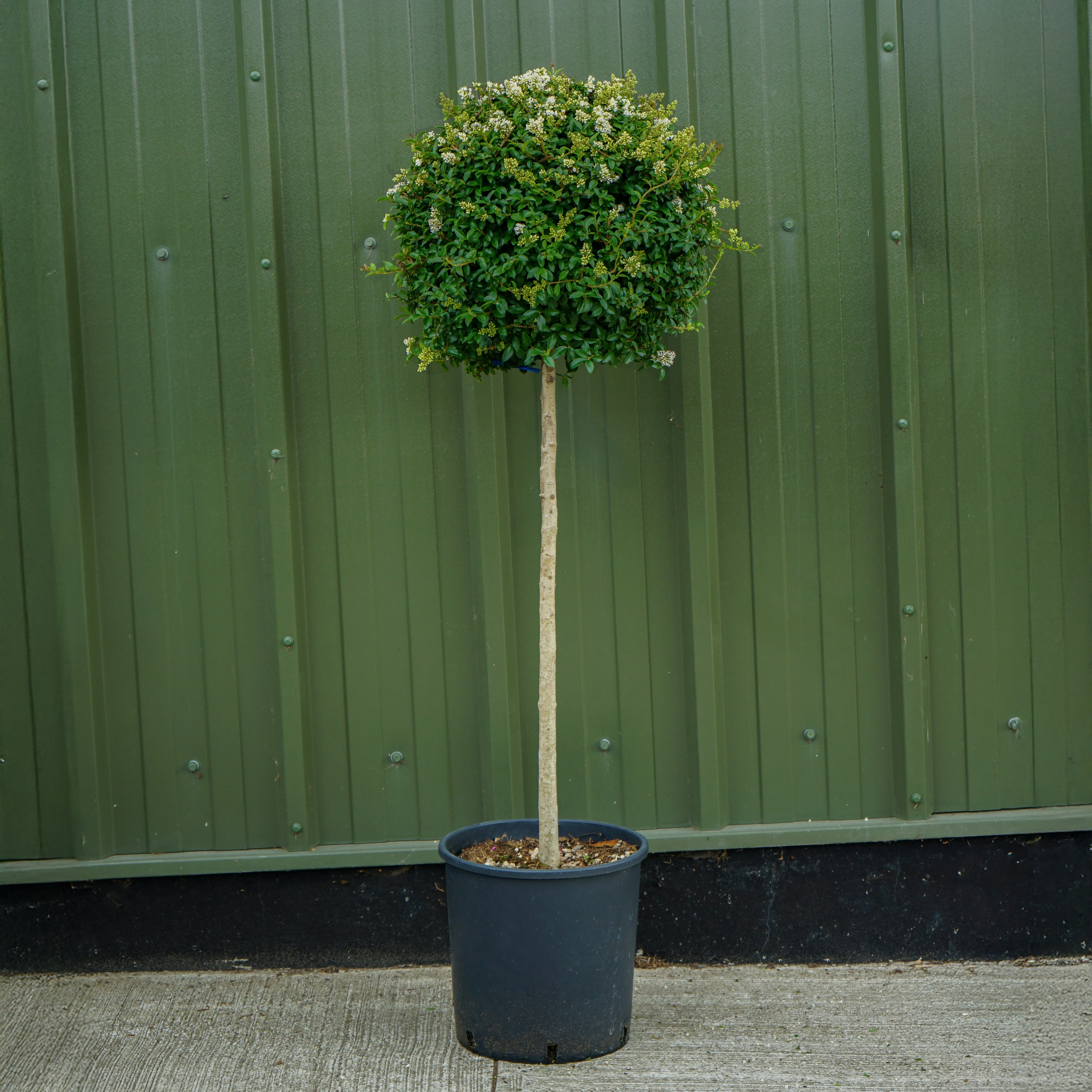 Ligustrum Japonicum - Image 3