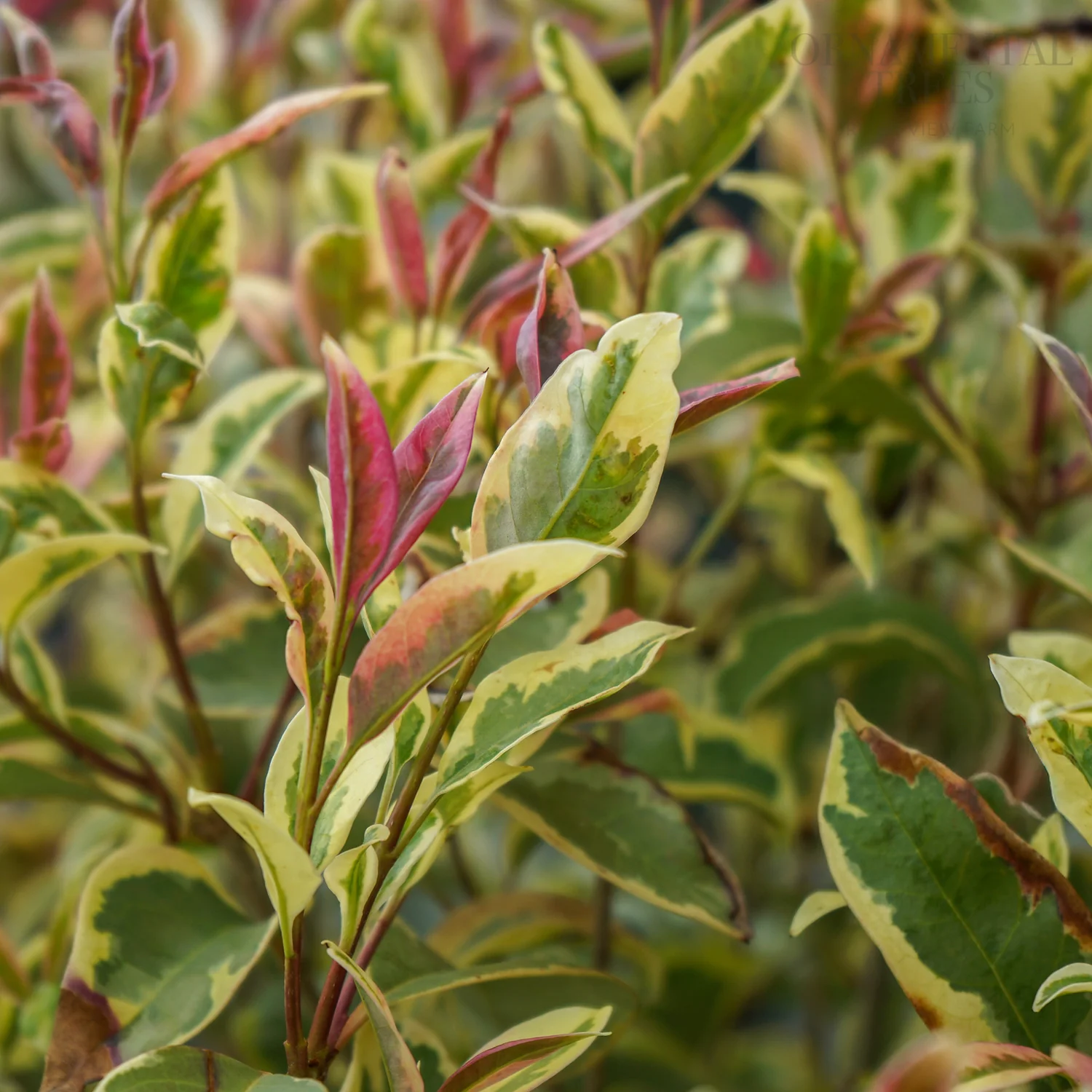 Ligustrum japonicum 'Excelsum Superbum'