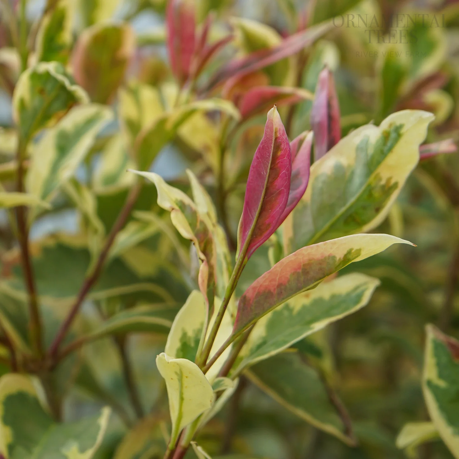 Ligustrum japonicum 'Excelsum Superbum' - Image 2