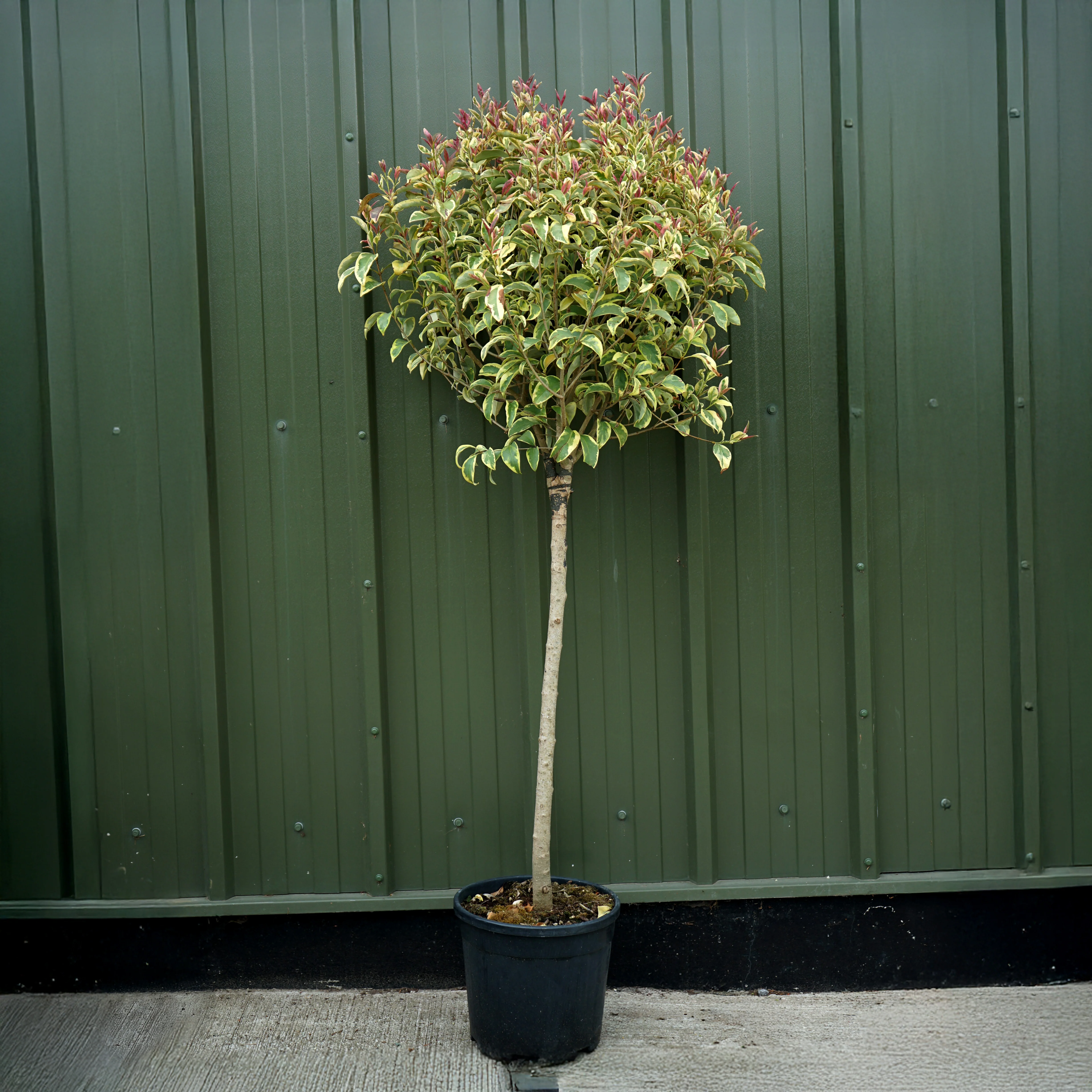 Ligustrum japonicum 'Excelsum Superbum' - Image 3