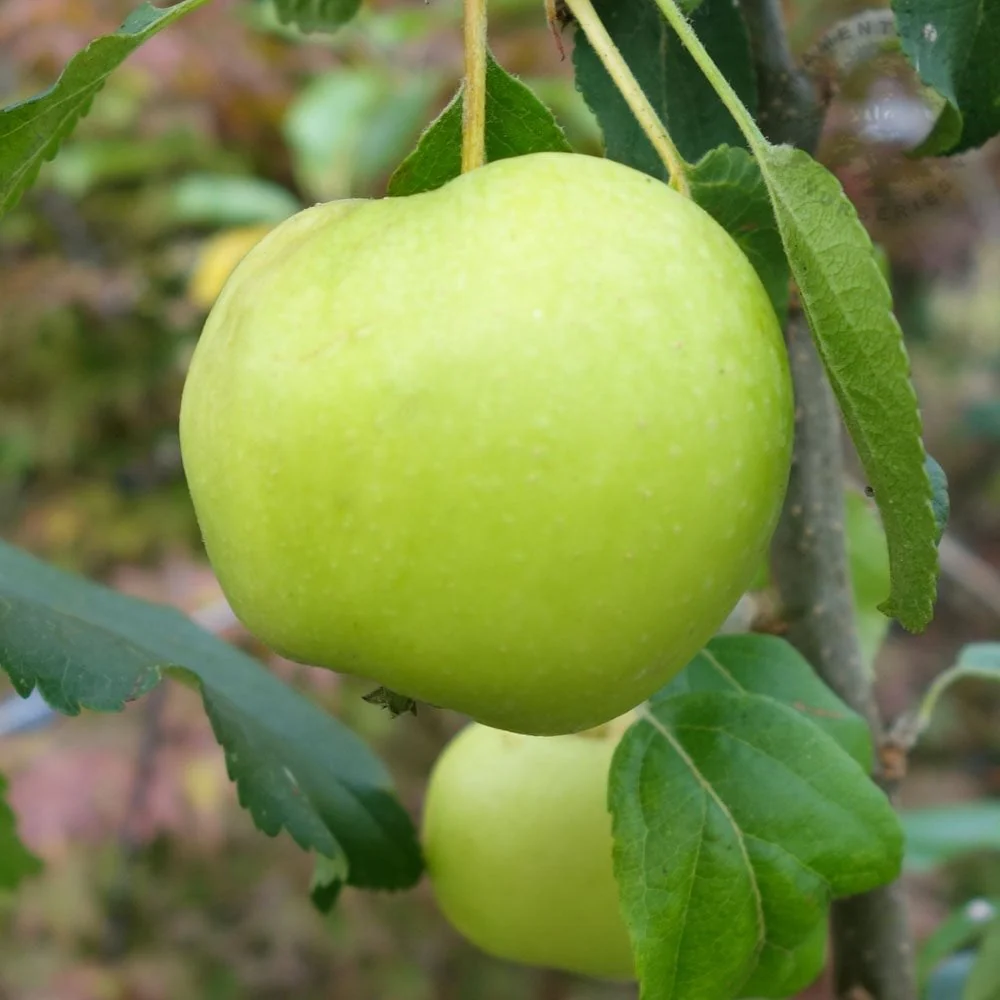 Limelight Apple Tree