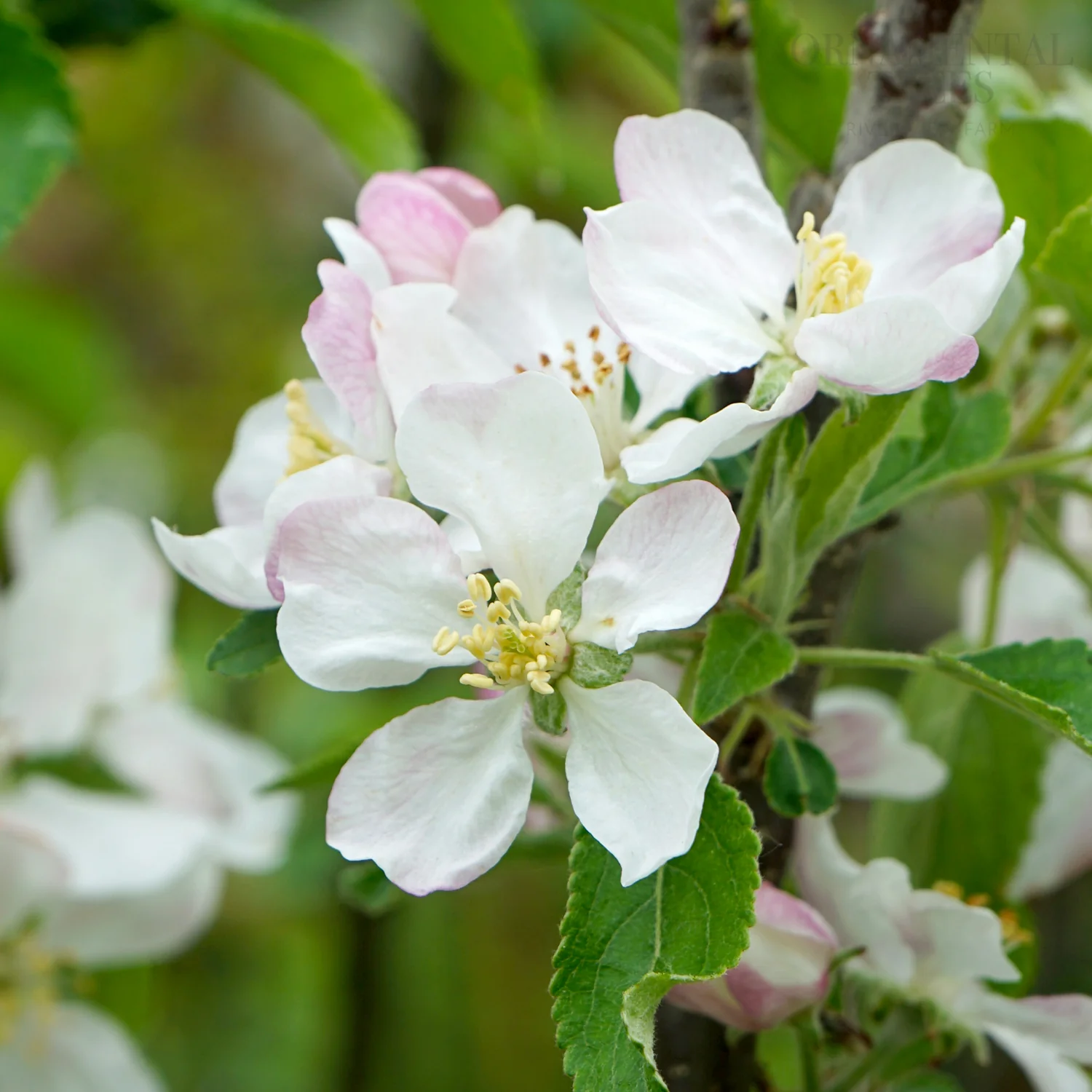 Limelight Apple Tree - Image 2