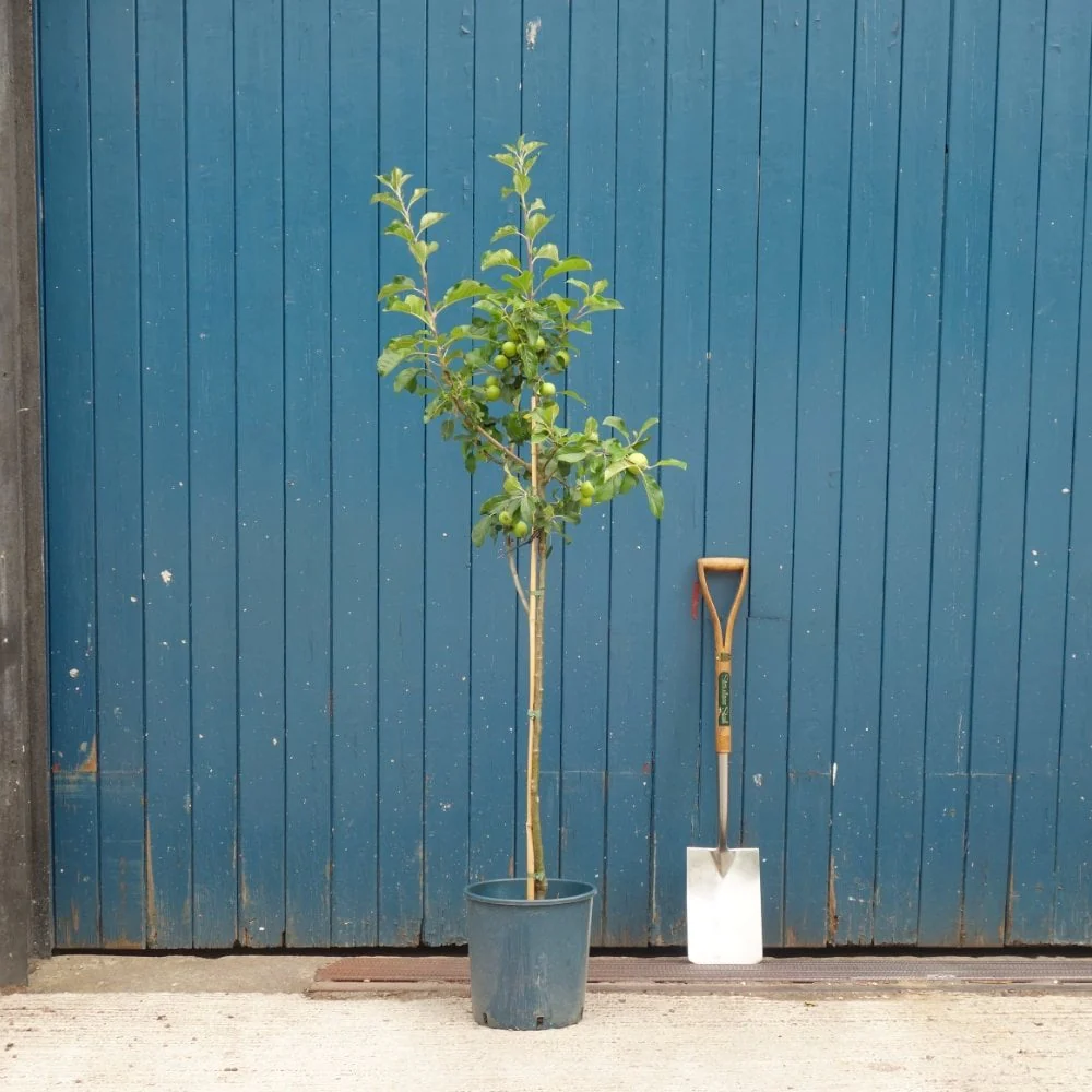 Limelight Apple Tree - Image 3