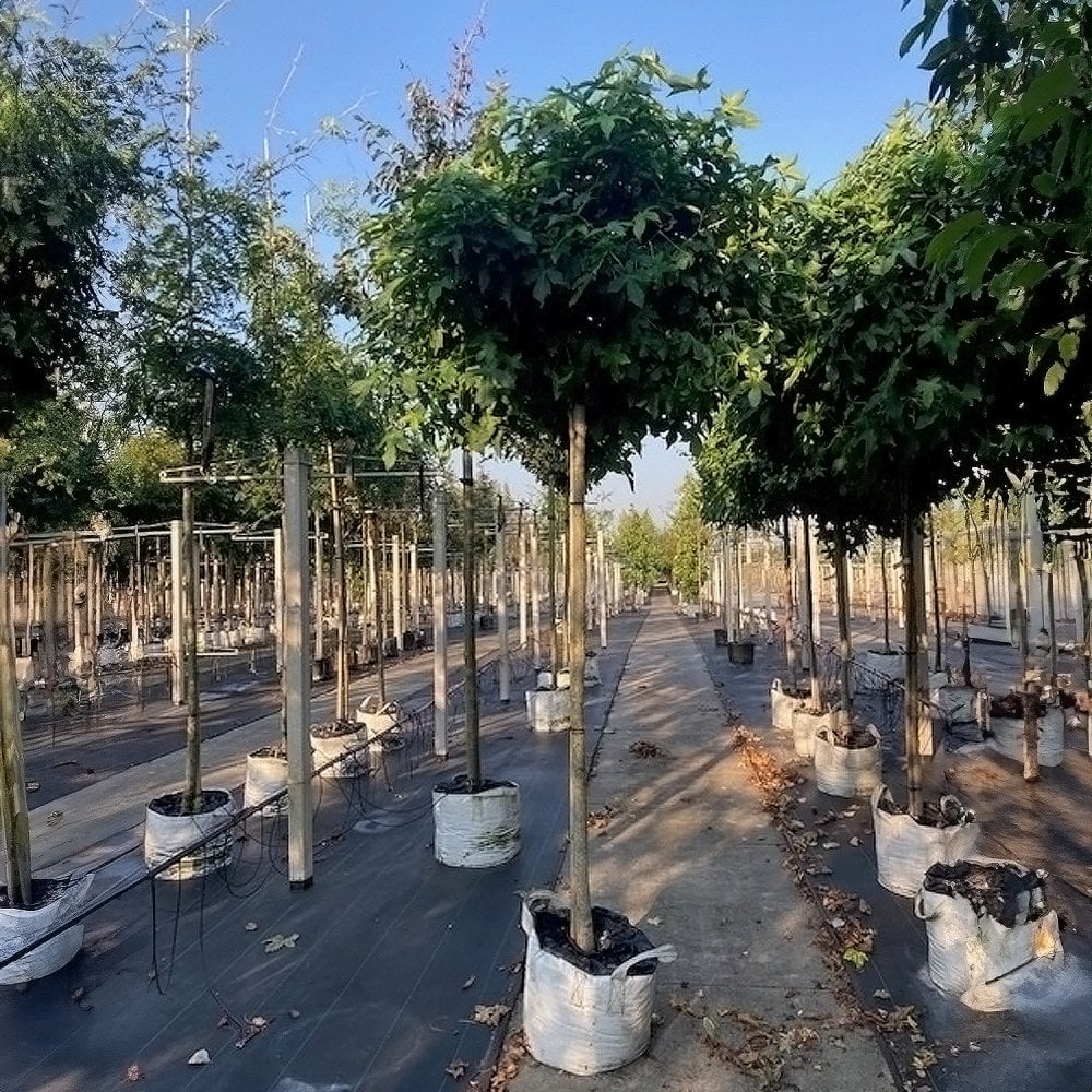 Liquidambar styraciflua 'Gum Ball' Tree - Image 2