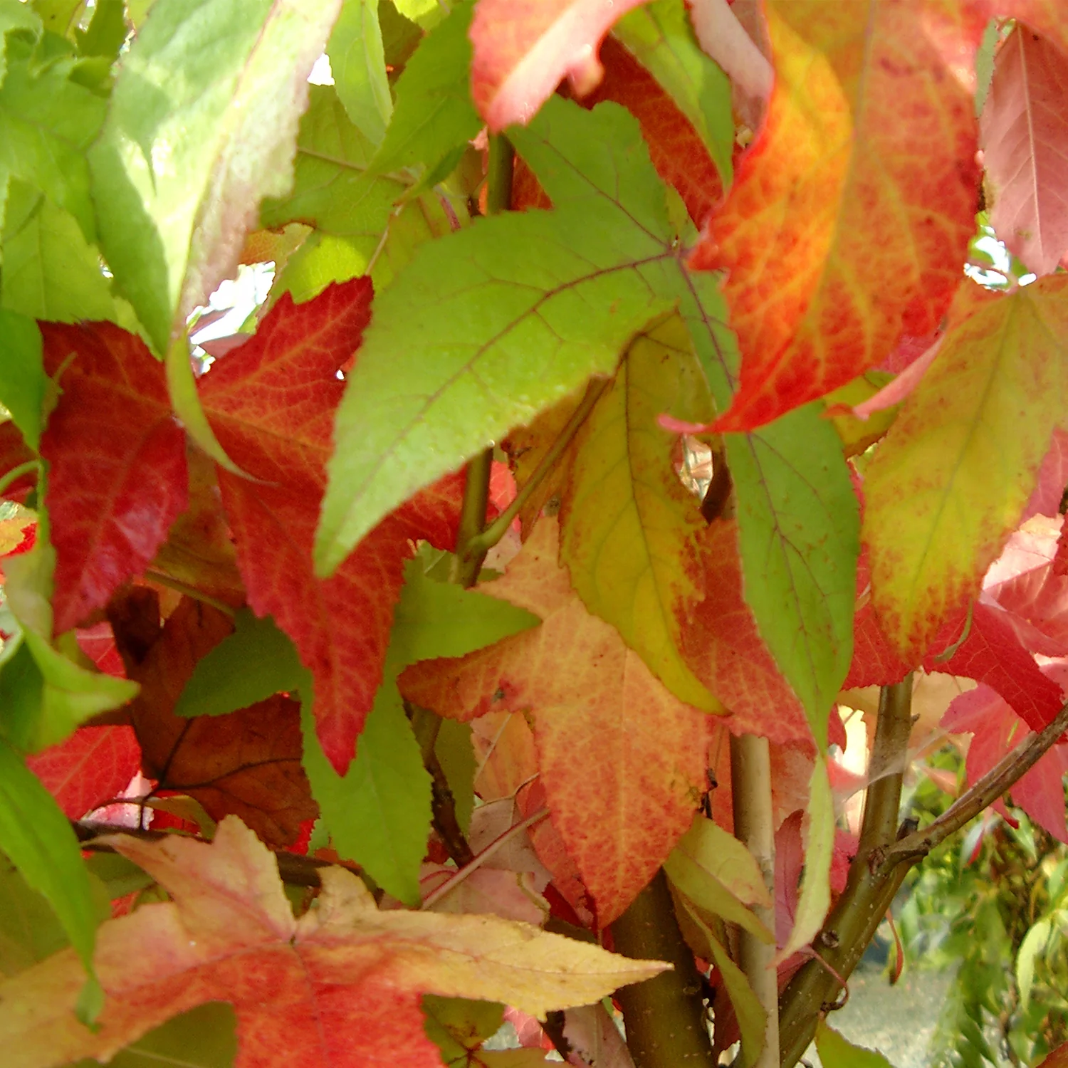 Liquidambar styraciflua 'Lane Roberts' Tree