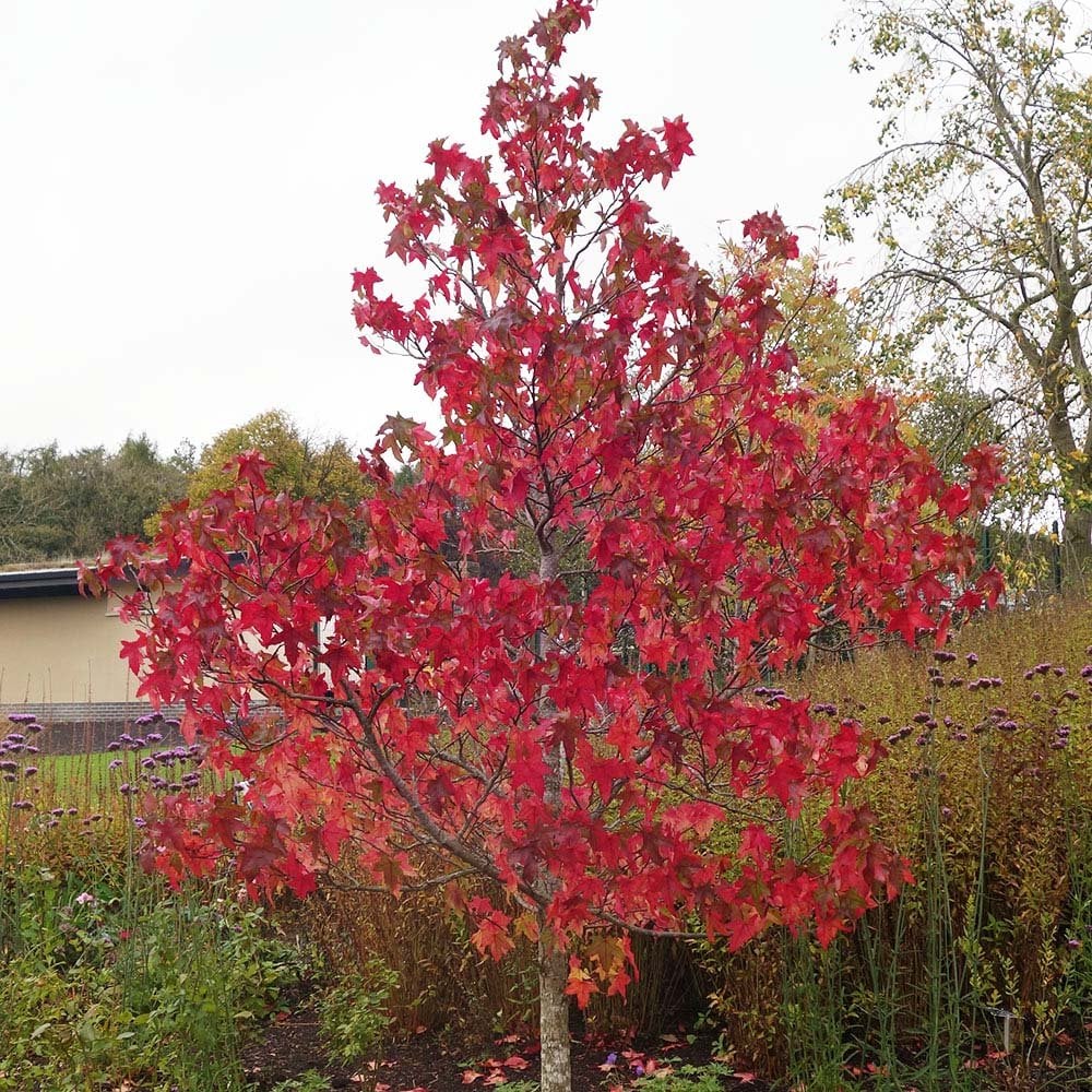 Liquidambar styraciflua 'Lane Roberts' Tree - Image 2