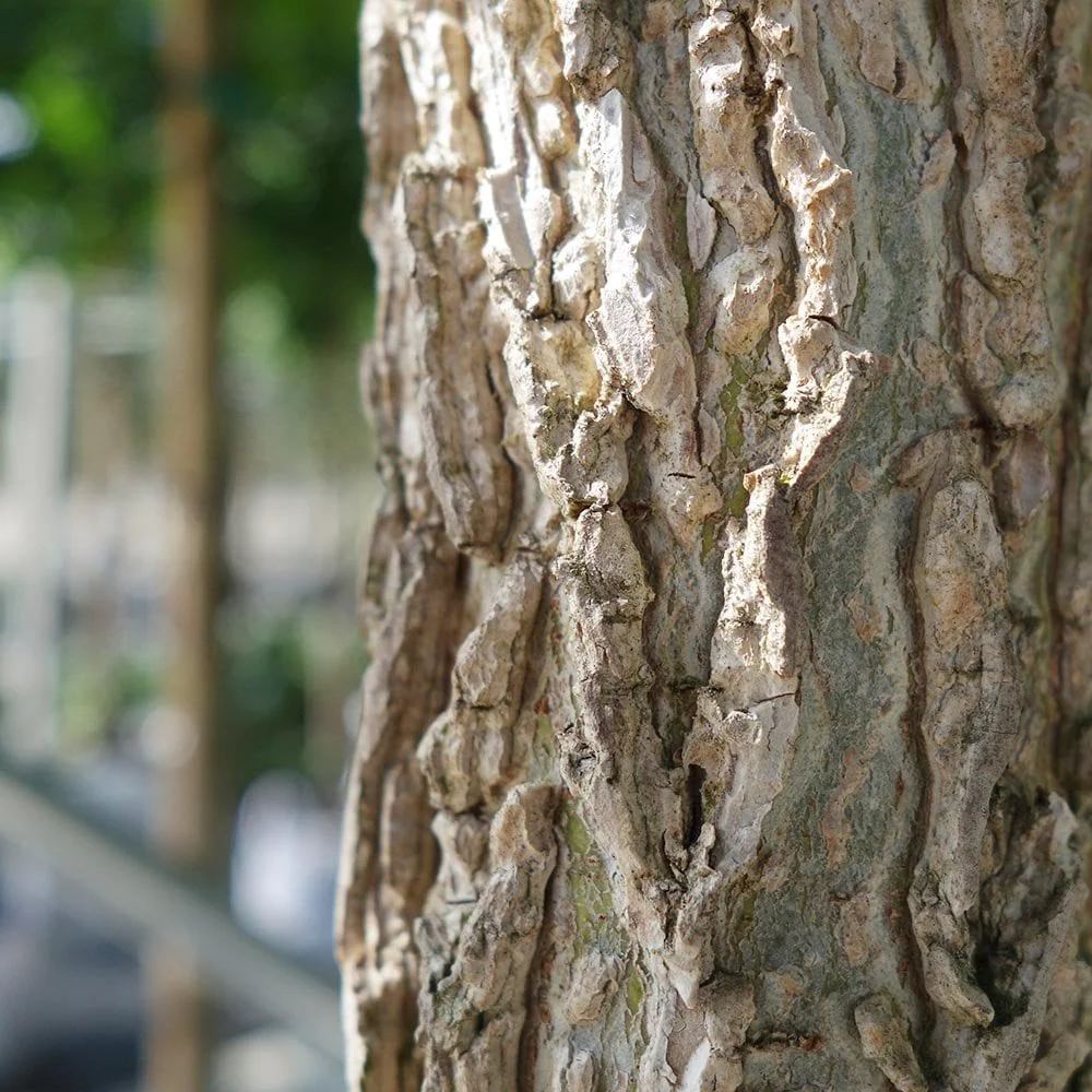 Liquidambar styraciflua 'Lane Roberts' Tree - Image 3