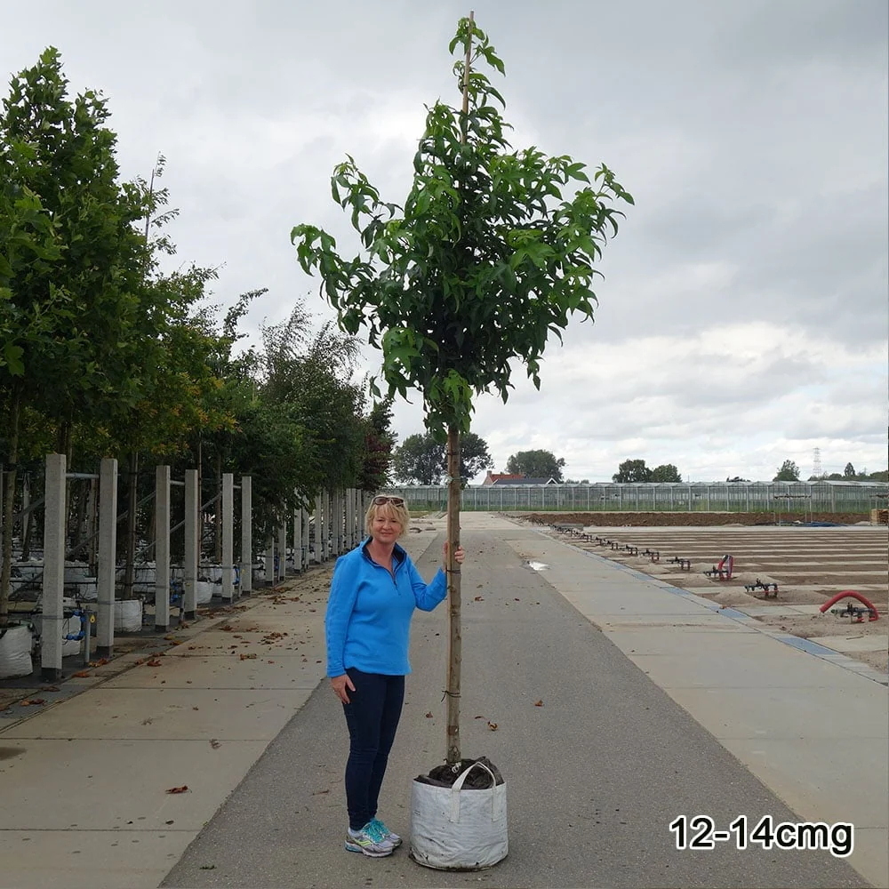 Liquidambar styraciflua 'Lane Roberts' Tree - Image 4