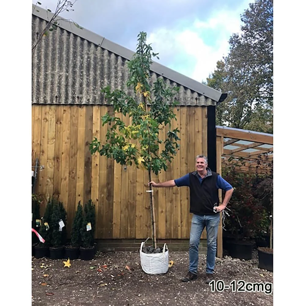 Liquidambar styraciflua 'Lane Roberts' Tree - Image 5
