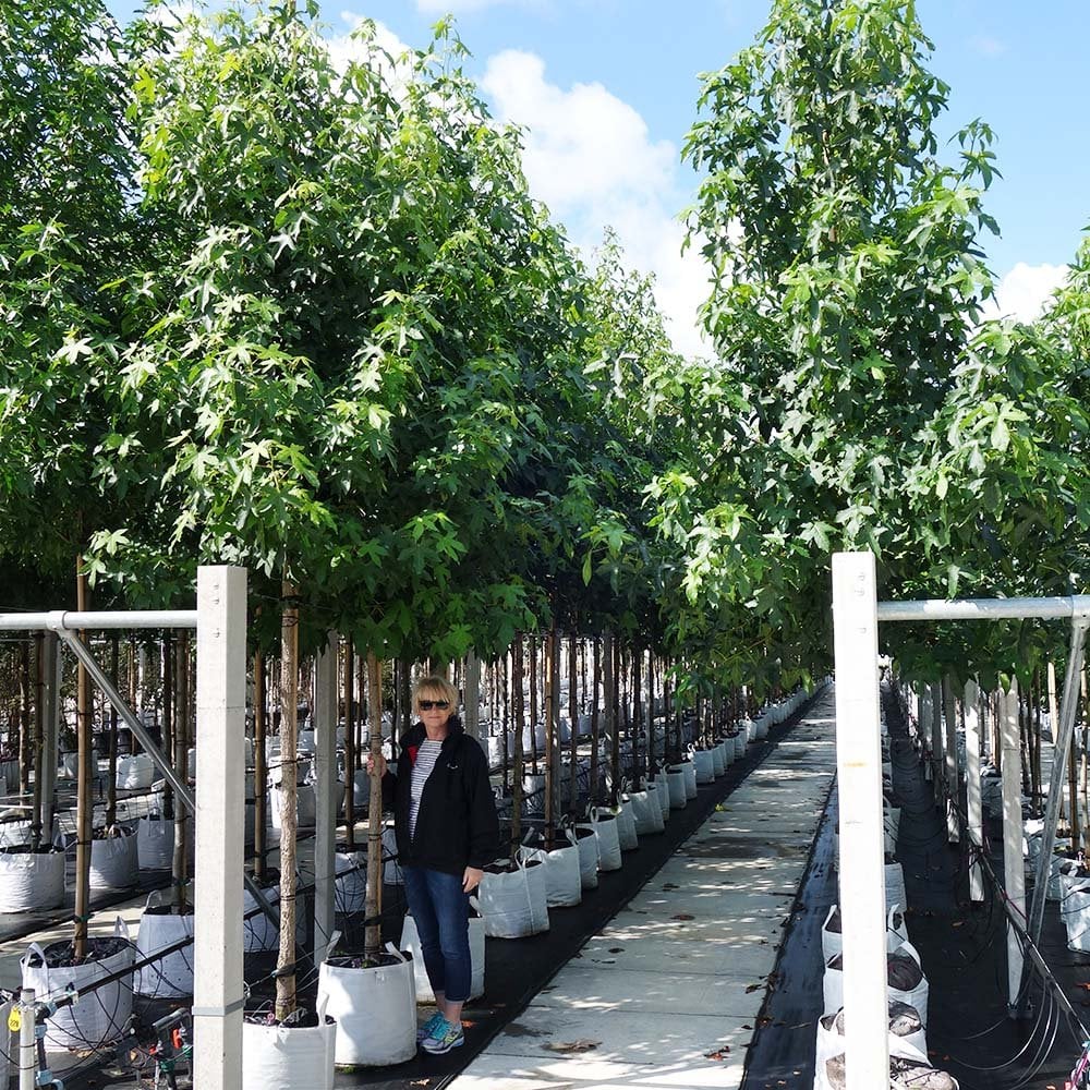 Liquidambar styraciflua 'Lane Roberts' Tree - Image 6